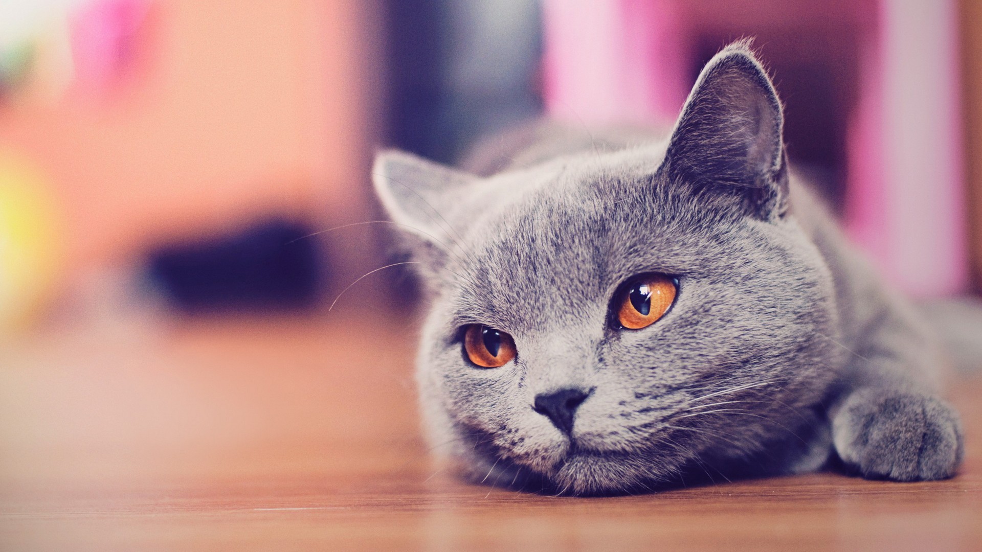 British Shorthair cat with orange eyes lying down HD Wallpaper