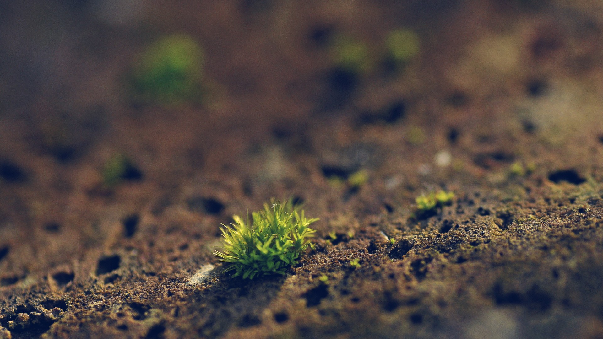 Macro shot of moss on textured ground HD Wallpaper