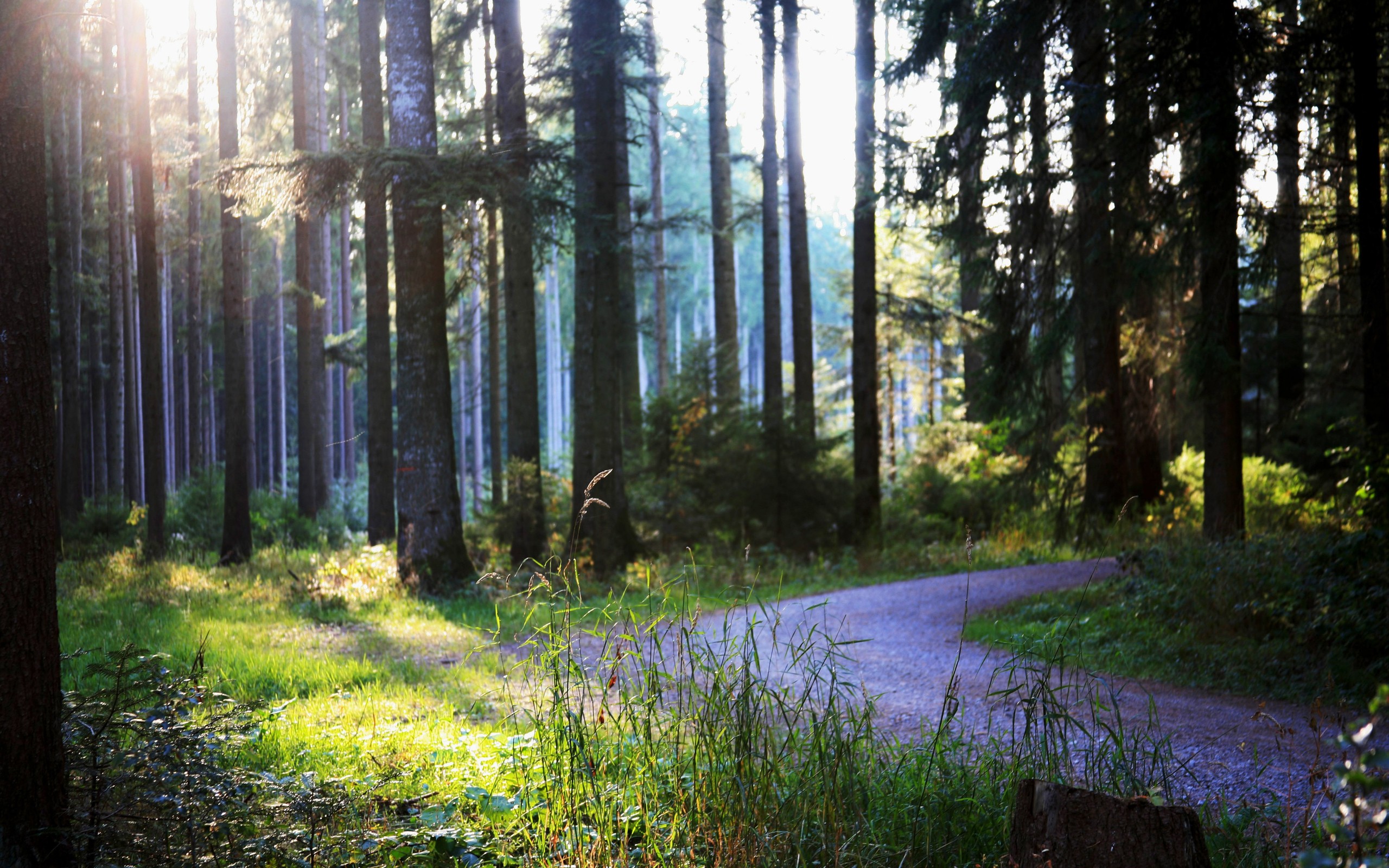 Sunlight filters through a forest with a winding path HD Wallpaper