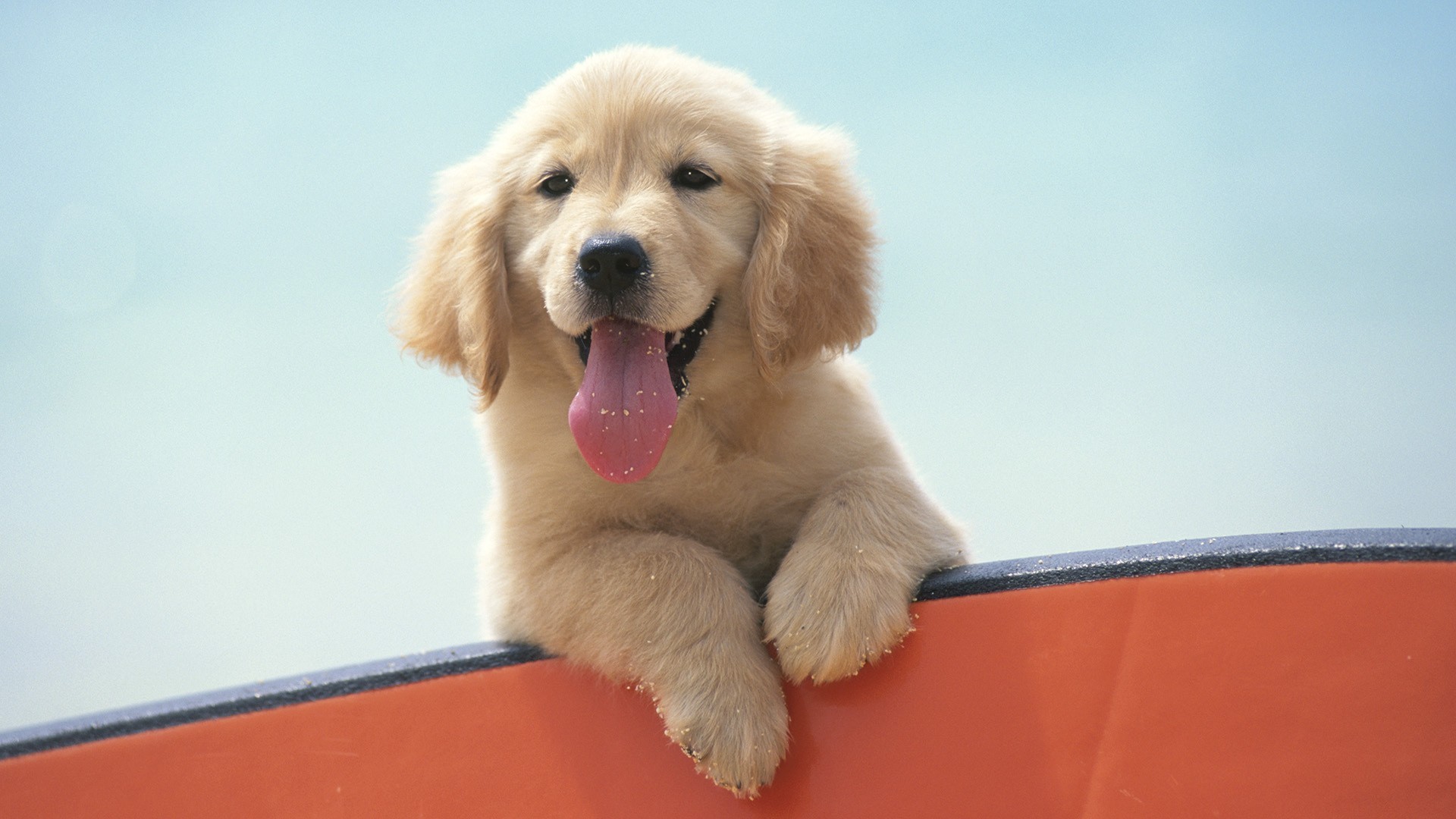 Golden Retriever puppy on an orange surface HD Wallpaper