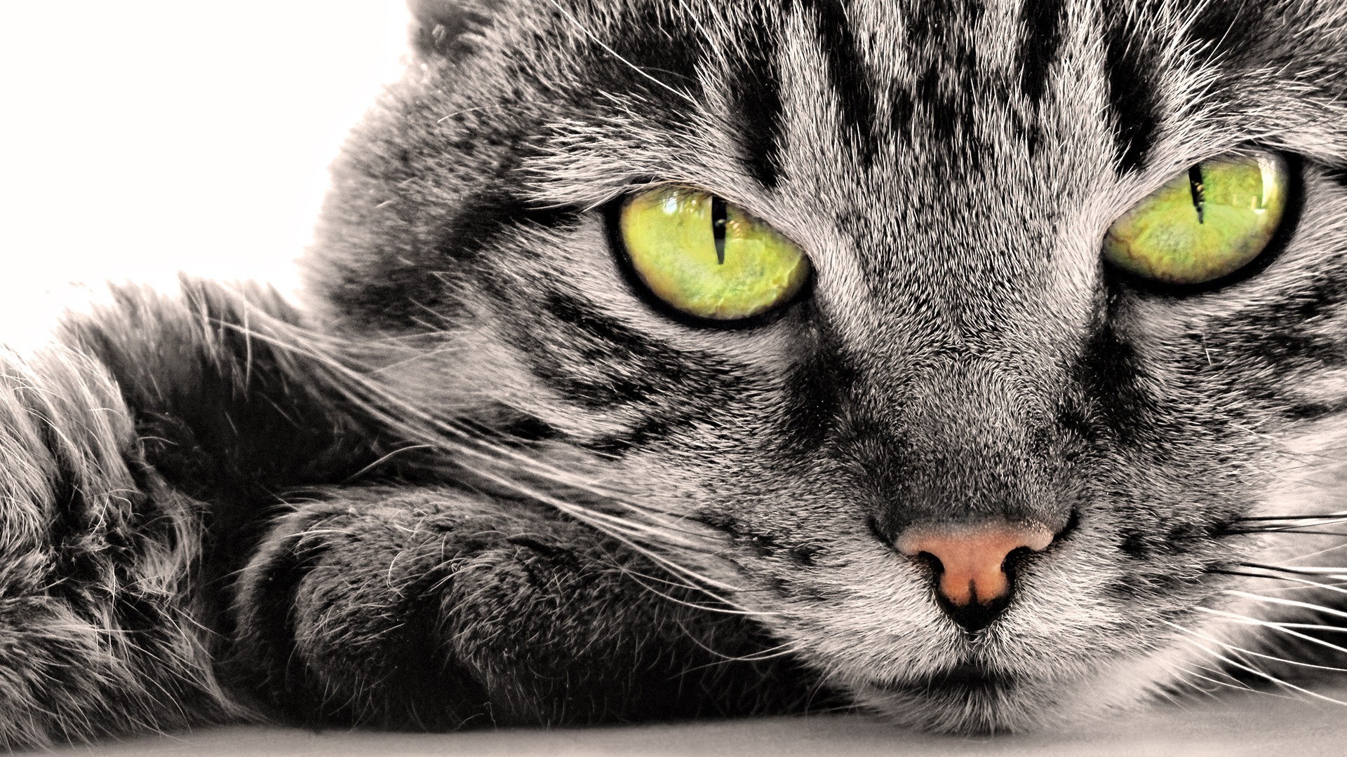 Close-up of a tabby cat with bright green eyes HD Wallpaper