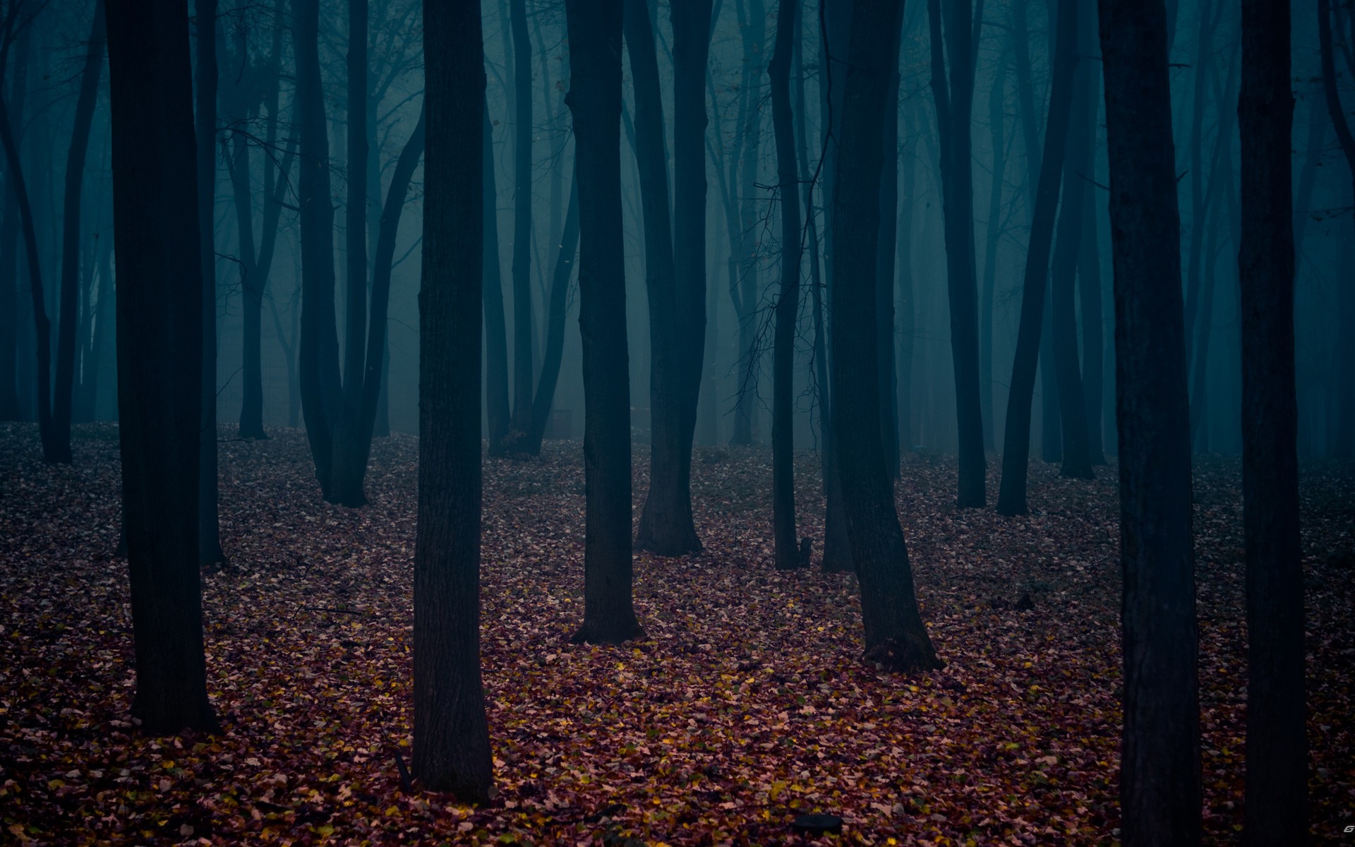 Dark misty forest with fallen leaves HD Wallpaper