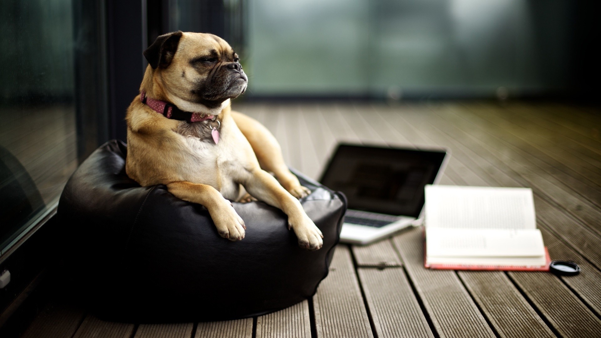 Puggle dog sitting on a beanbag chair outdoors HD Wallpaper