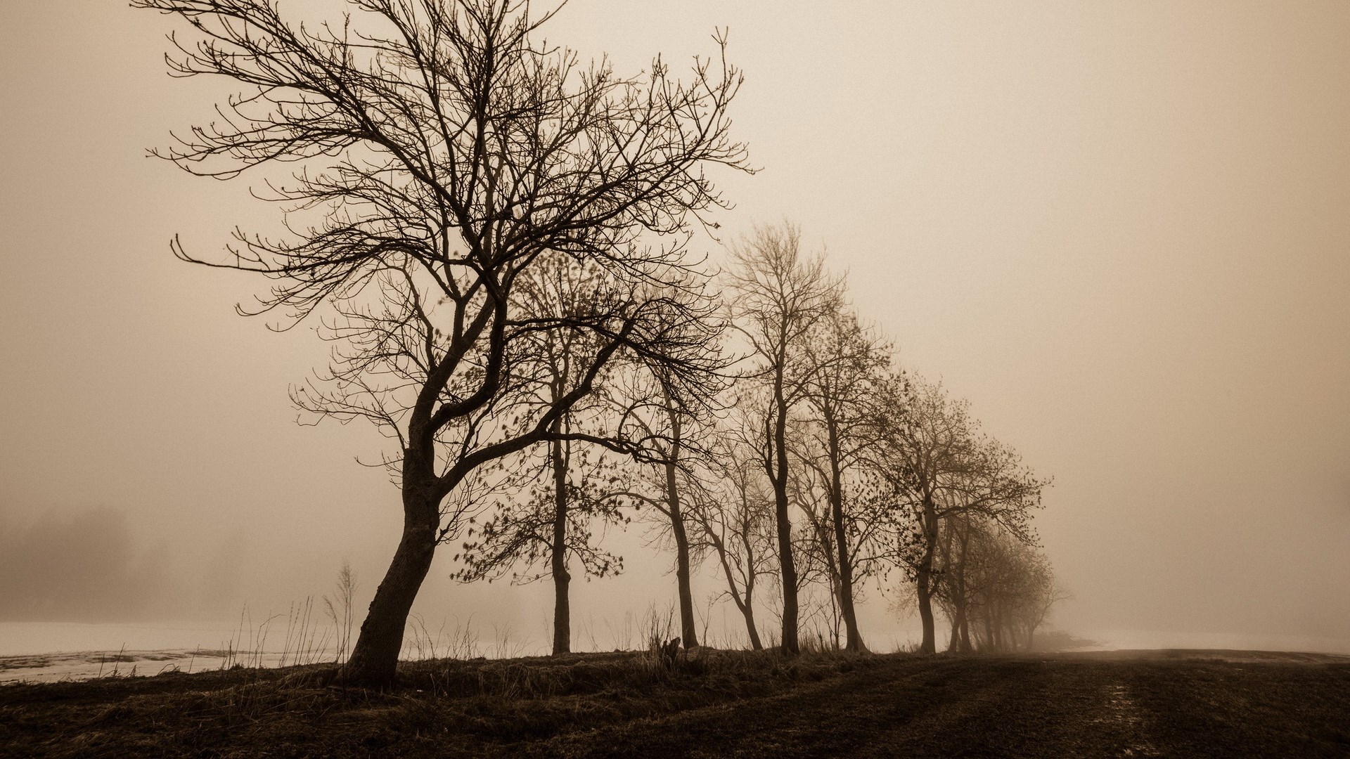Bare trees in a foggy landscape HD Wallpaper