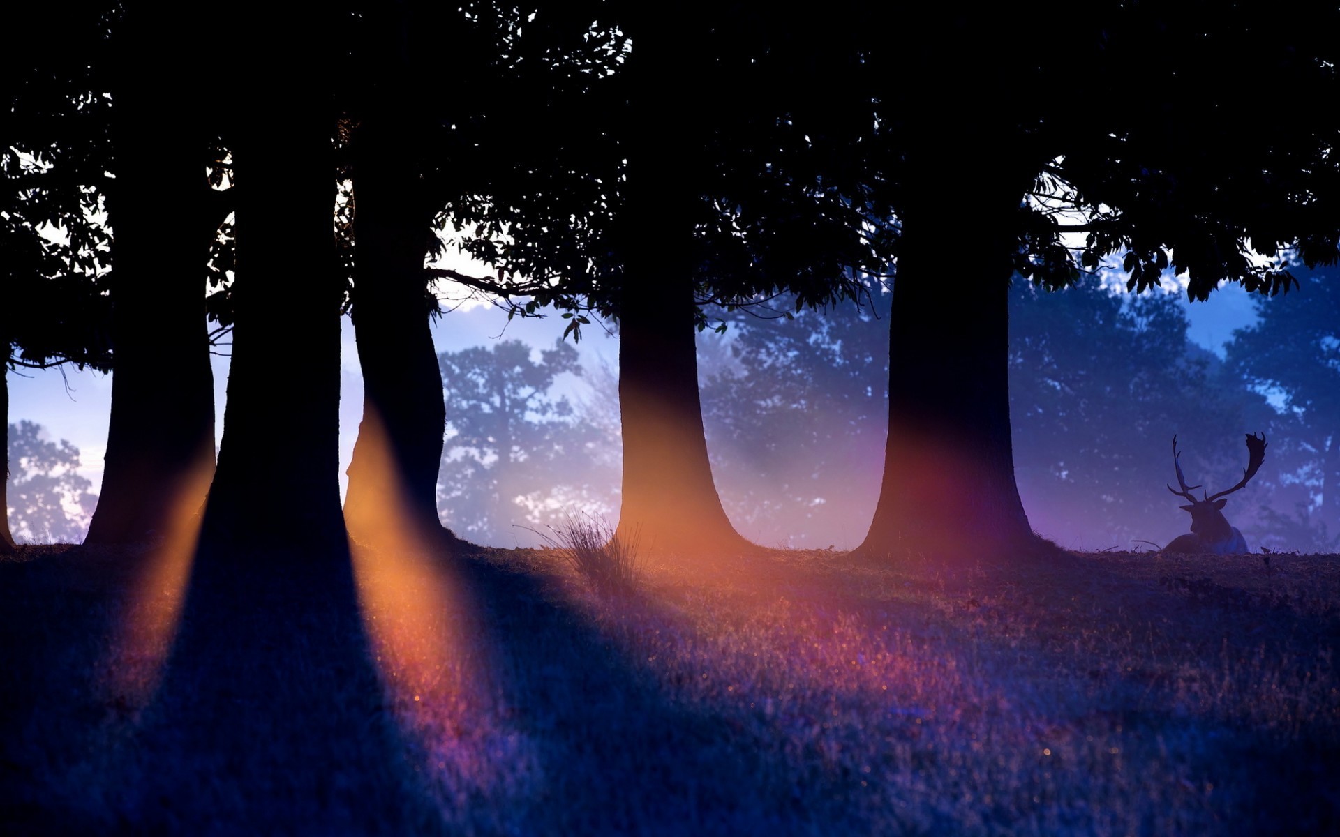 Deer resting in a misty forest at sunrise HD Wallpaper