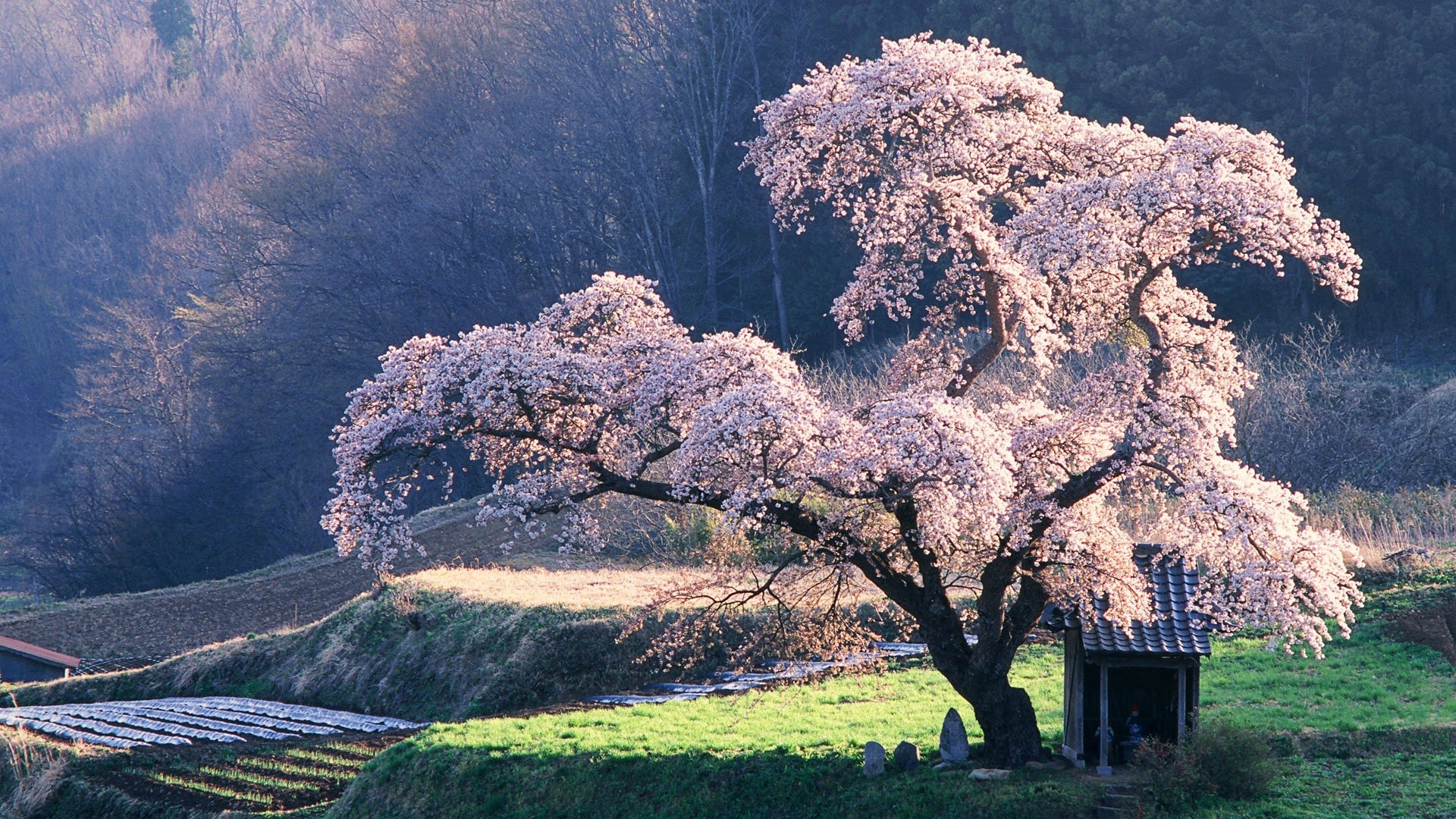 Cherry blossom tree and shrine in a rural landscape HD Wallpaper