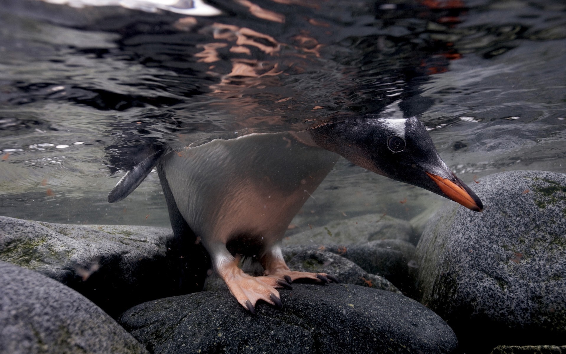 Underwater Gentoo Penguin on Rocks HD Wallpaper