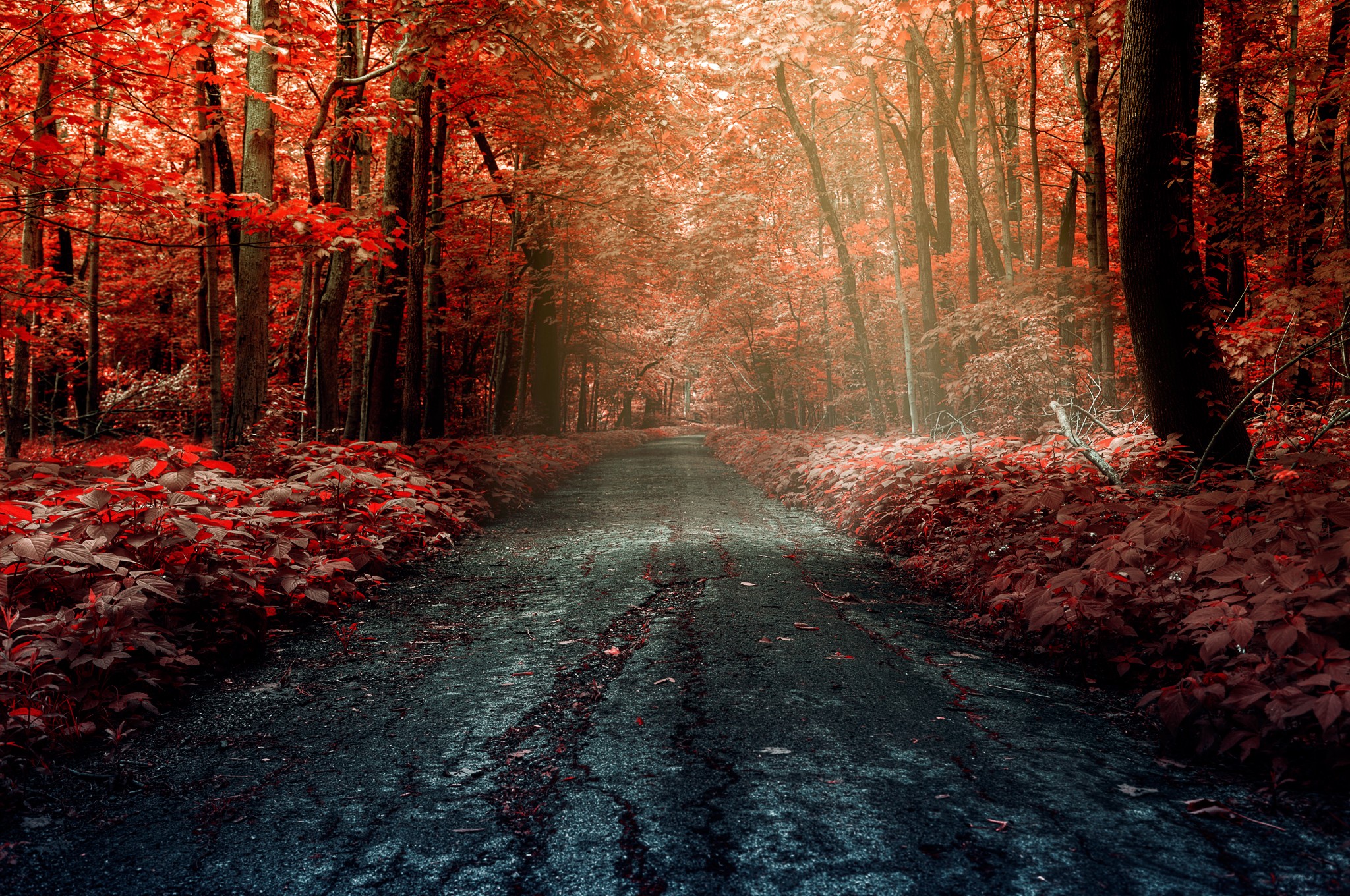 Road through a forest in fall HD Wallpaper