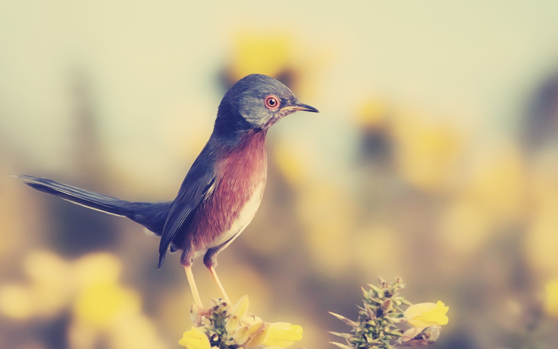 A small bird with reddish-brown chest perched on a yellow flower HD Wallpaper
