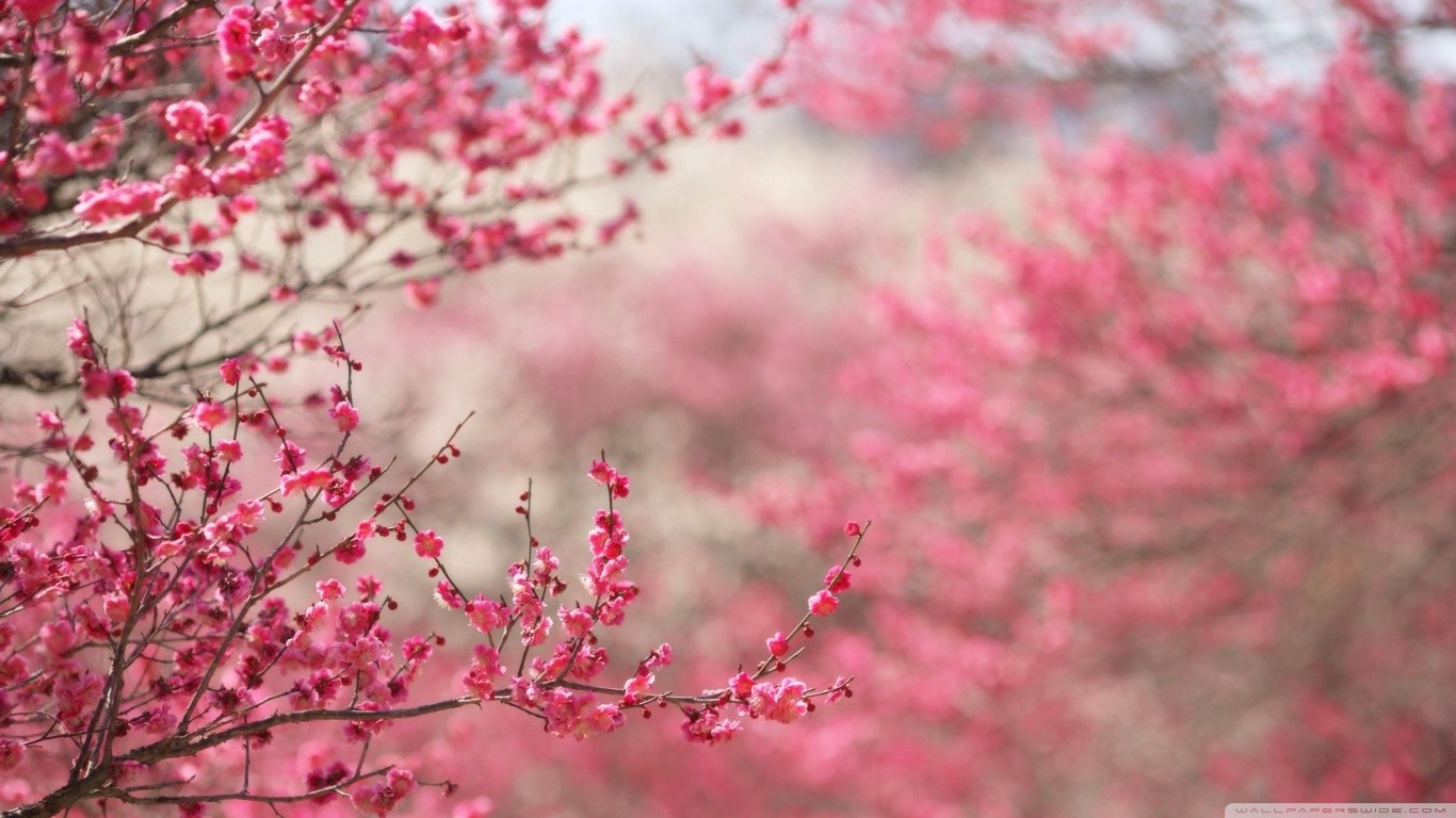 Pink cherry blossoms on branches in Japan HD Wallpaper