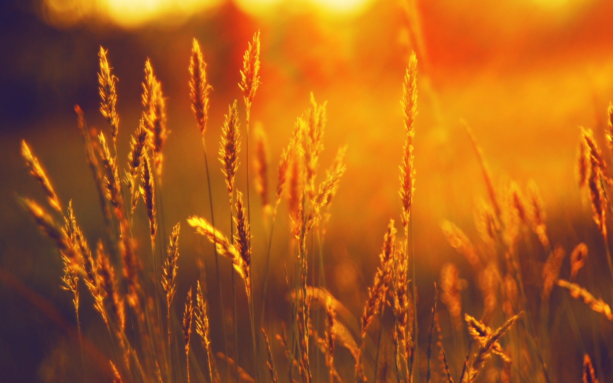 nature sunlight field plants summer wheat sunset landscape spikelets HD Wallpaper