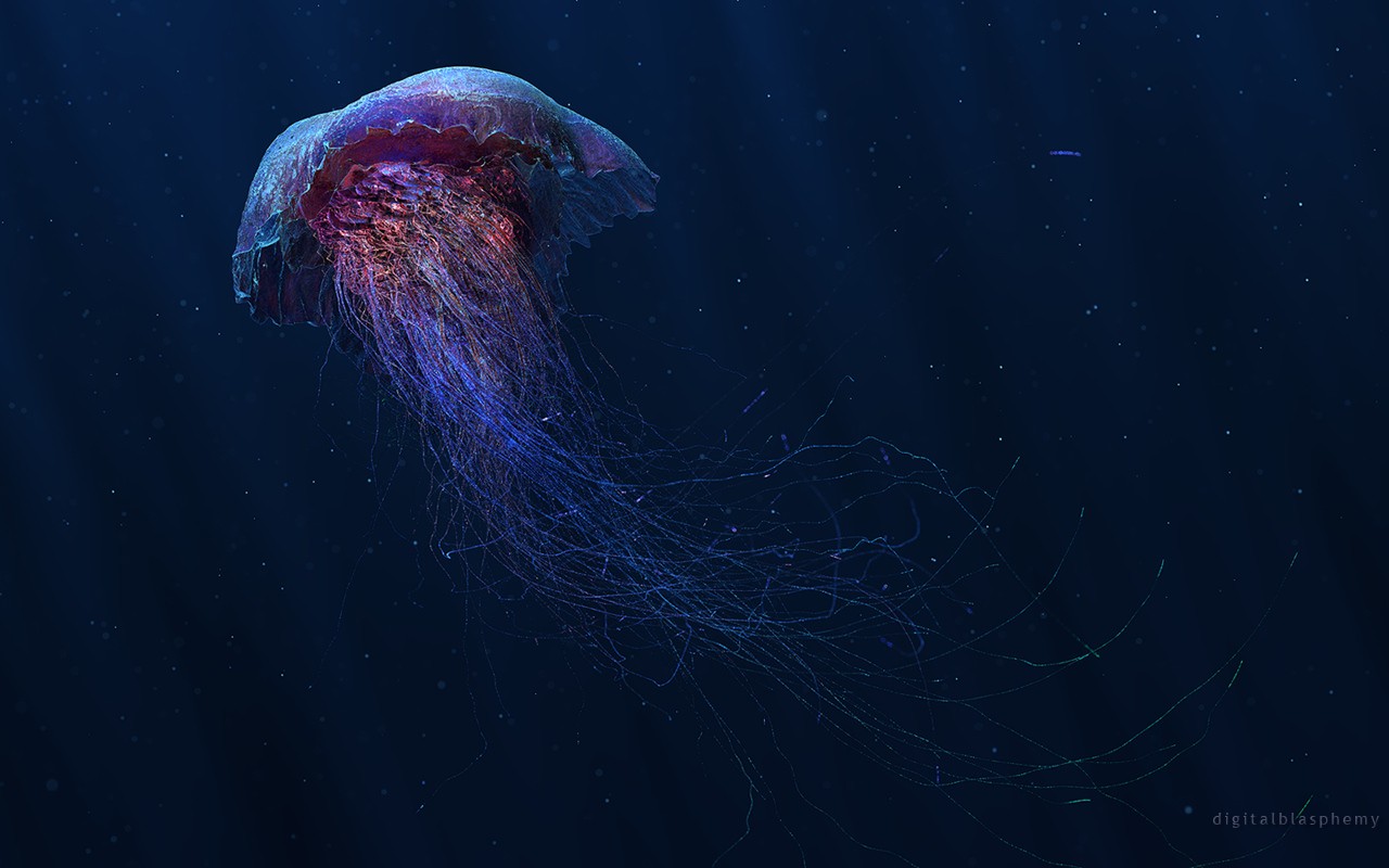 A bioluminescent jellyfish drifts in the deep ocean HD Wallpaper