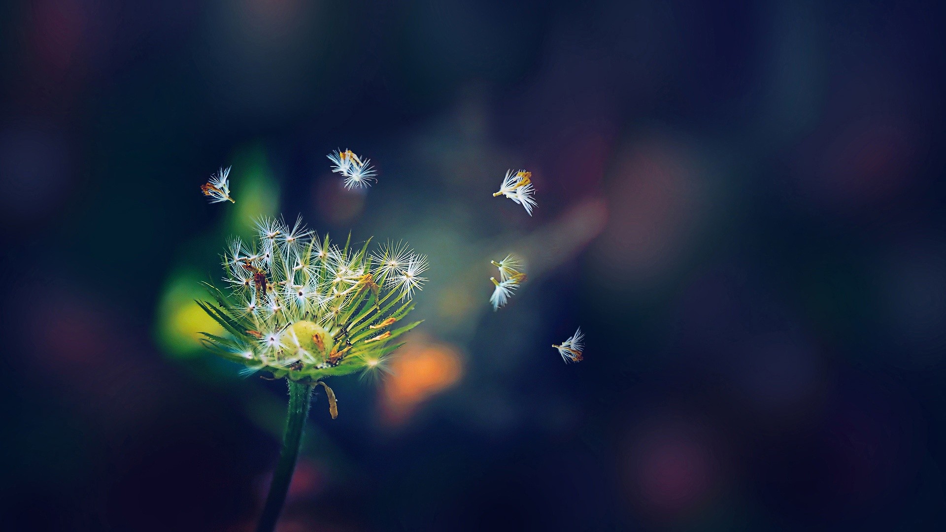 Dandelion seeds blowing in the wind macro photography HD Wallpaper