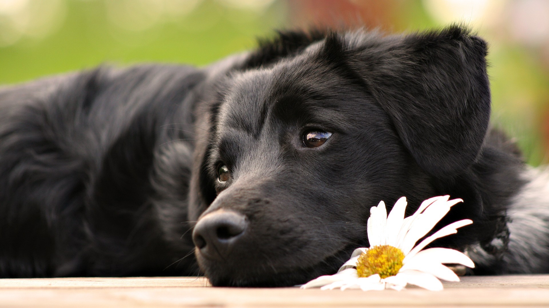 Black puppy with a daisy lying down HD Wallpaper