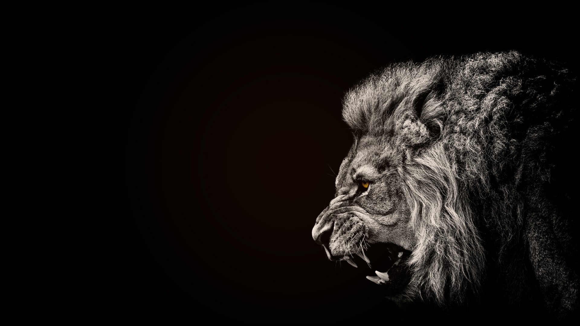 Close-up of a lion's face with selective coloring HD Wallpaper