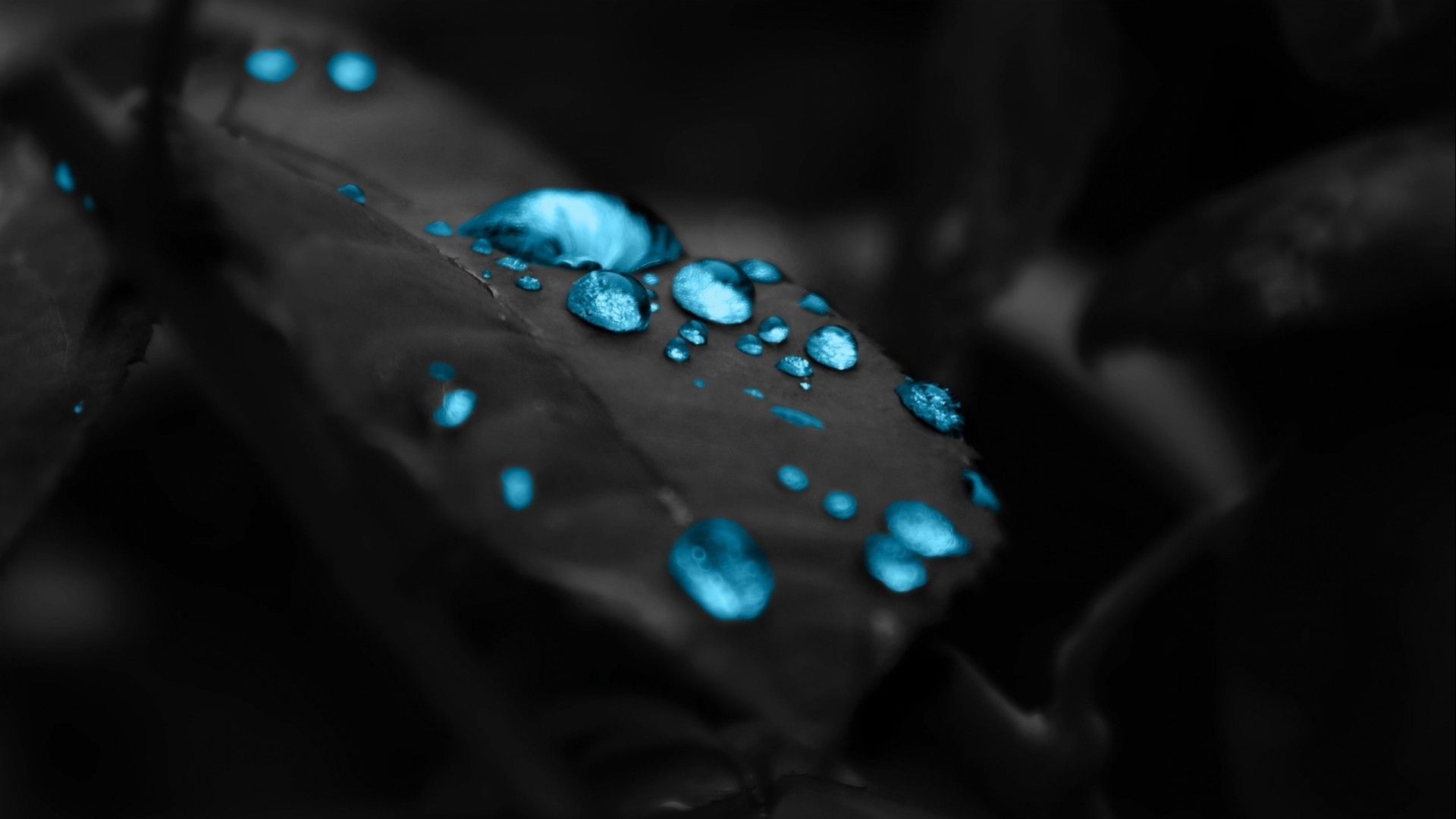 Macro shot of blue water drops on a dark leaf HD Wallpaper