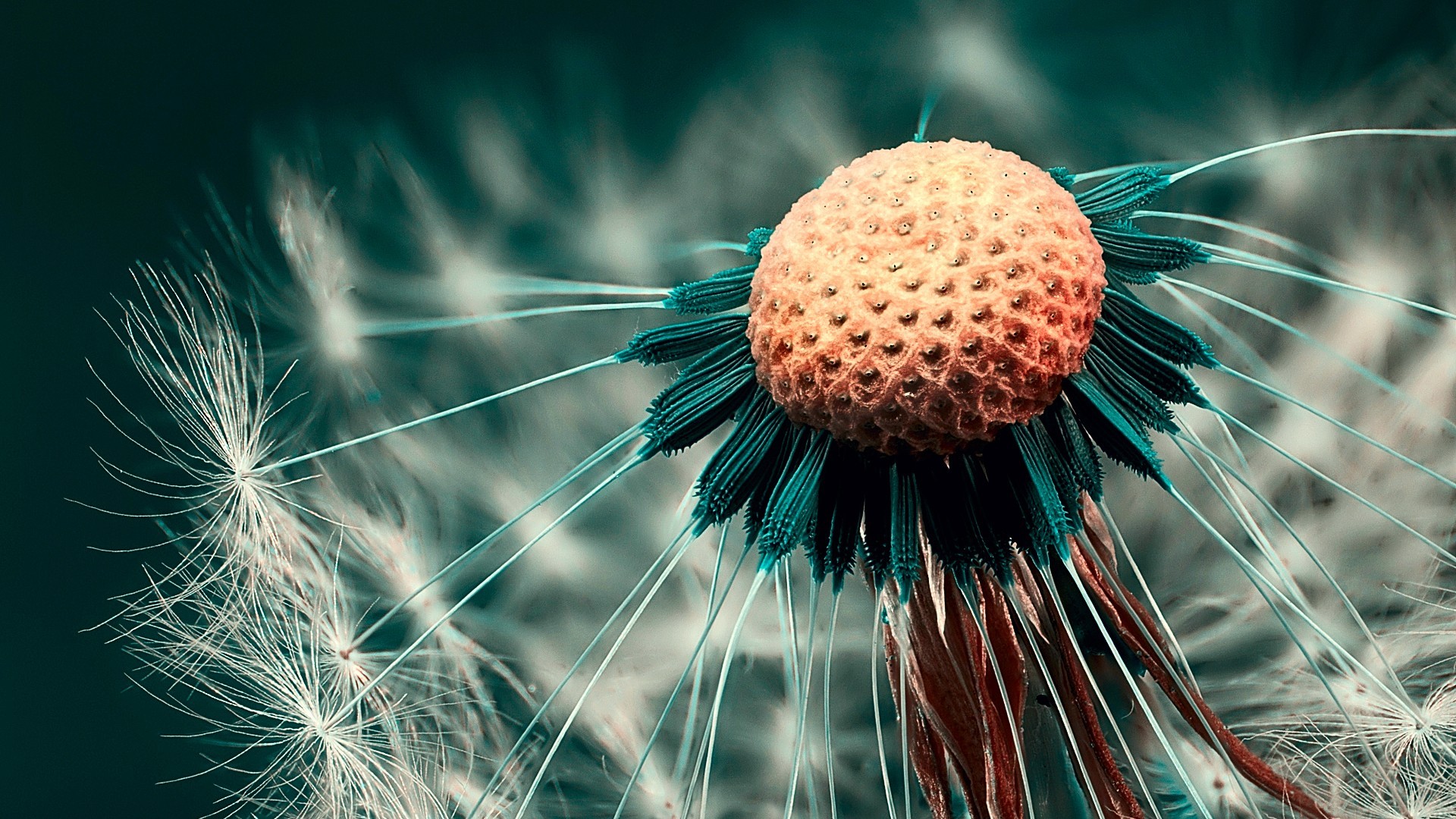 Macro shot of a dandelion seed head HD Wallpaper