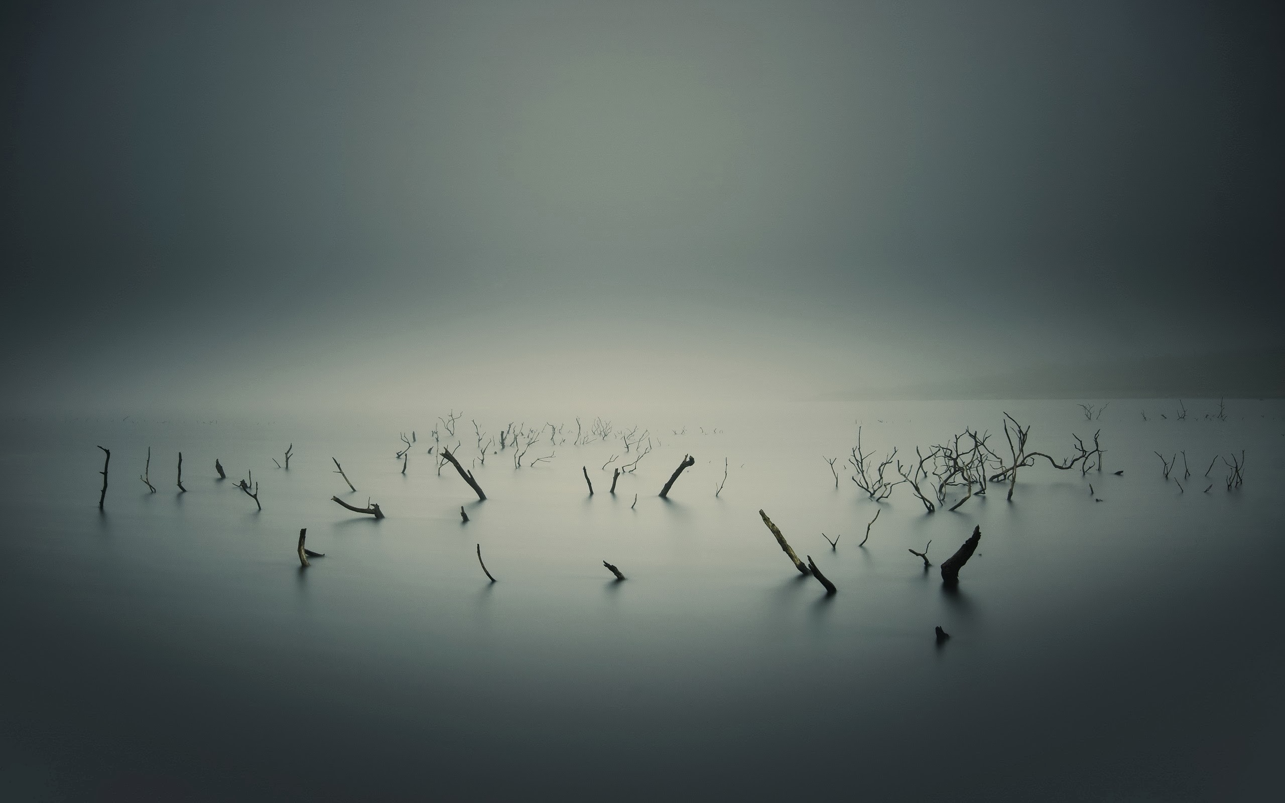 Bare branches in misty lake under overcast sky HD Wallpaper