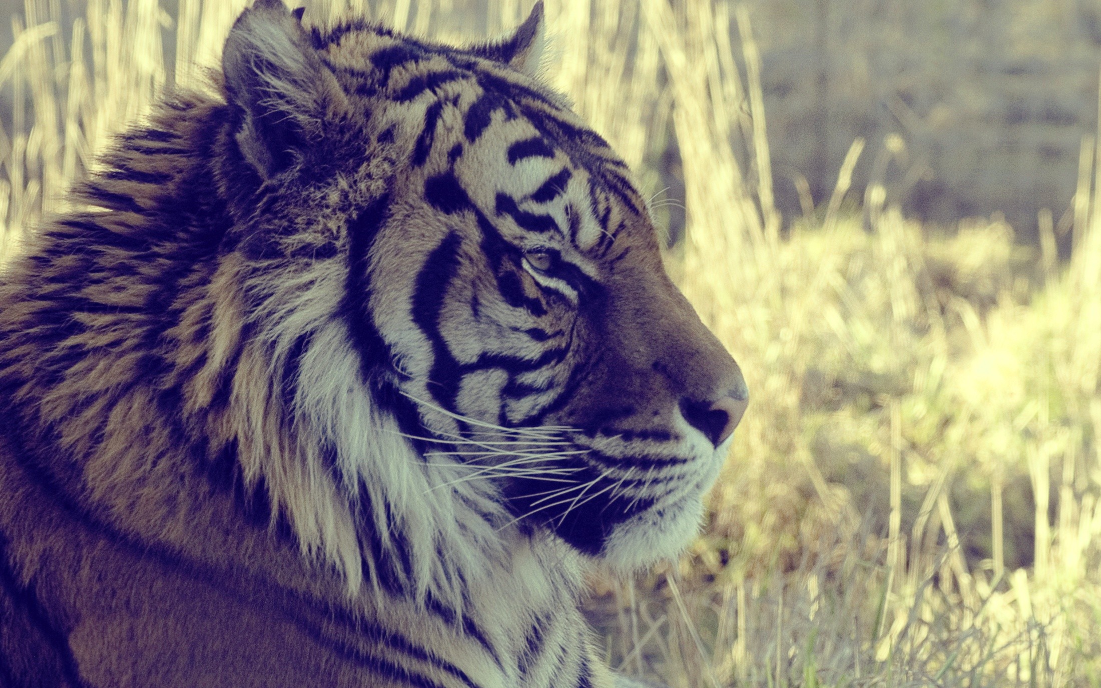 Tiger in tall grass HD Wallpaper