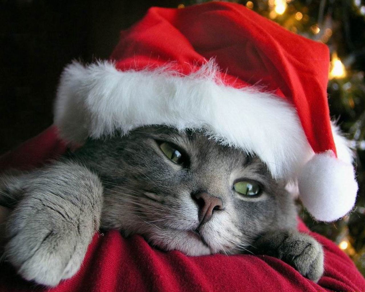 Cat wearing a Santa hat for Christmas HD Wallpaper