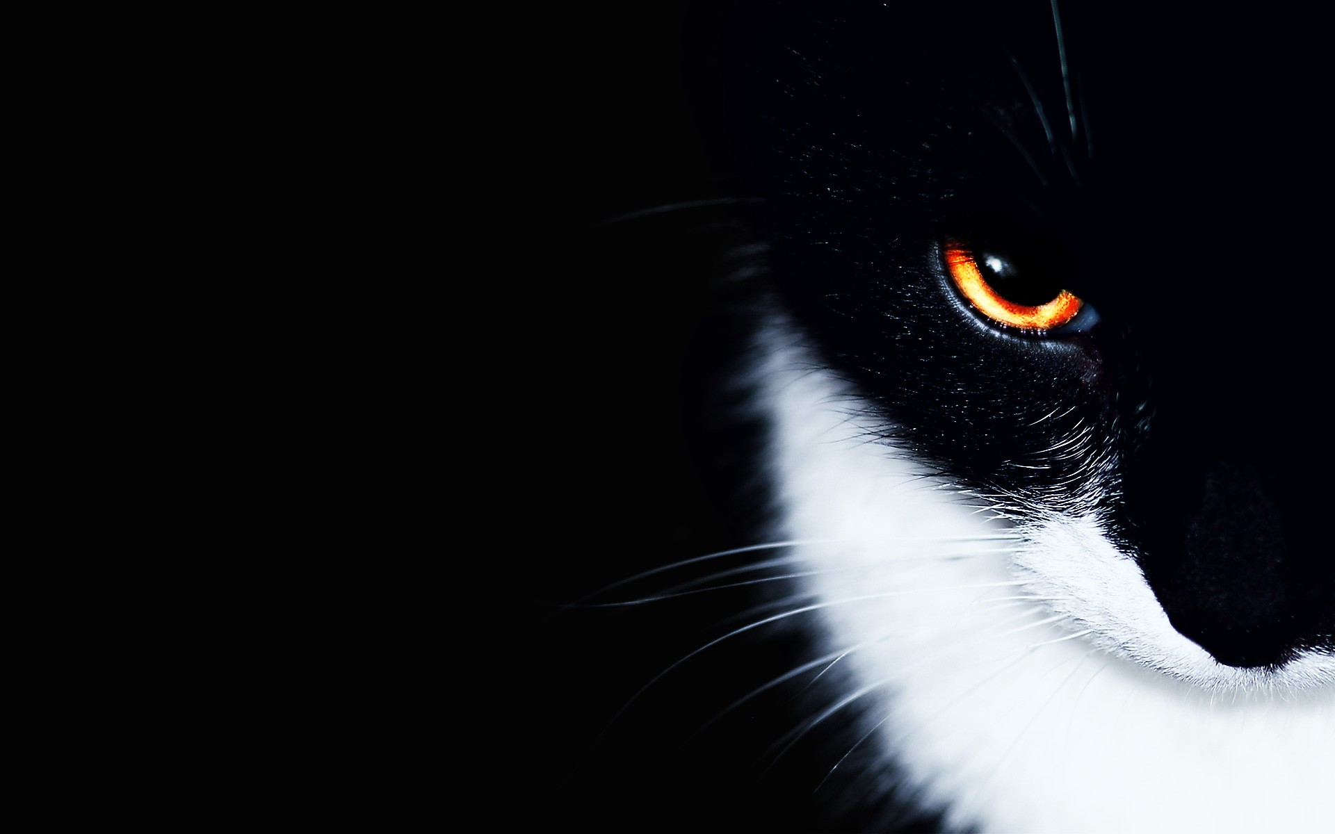 Close-up of a black and white cat's eye HD Wallpaper
