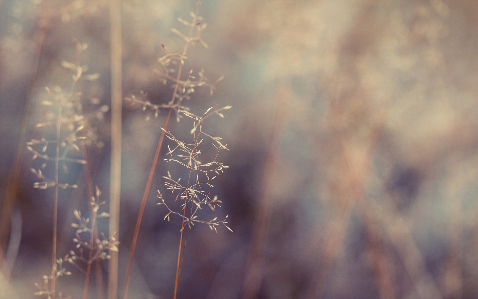 Close-up of dry grass with shallow depth of field HD Wallpaper