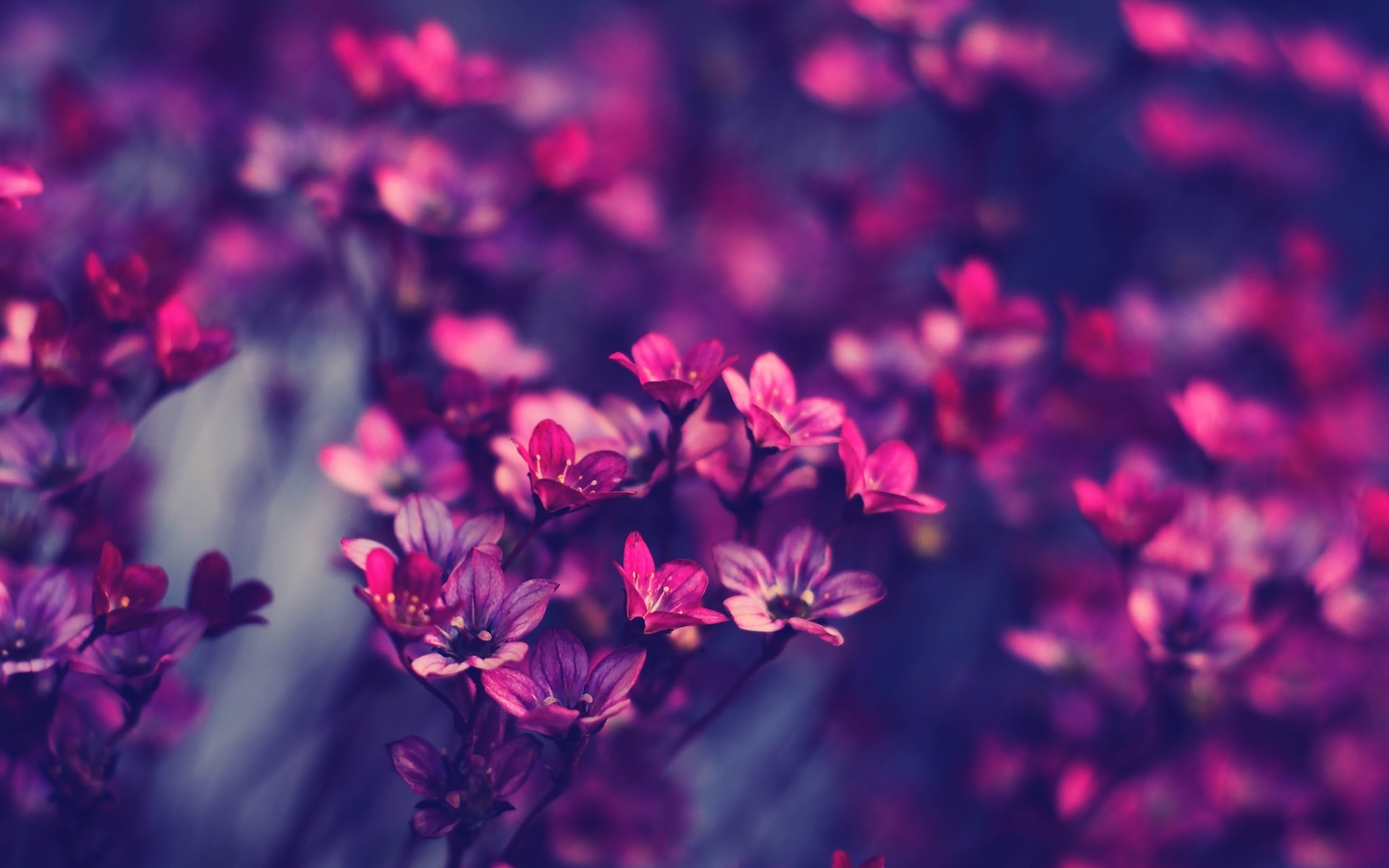 Close-up of purple and pink flowers HD Wallpaper