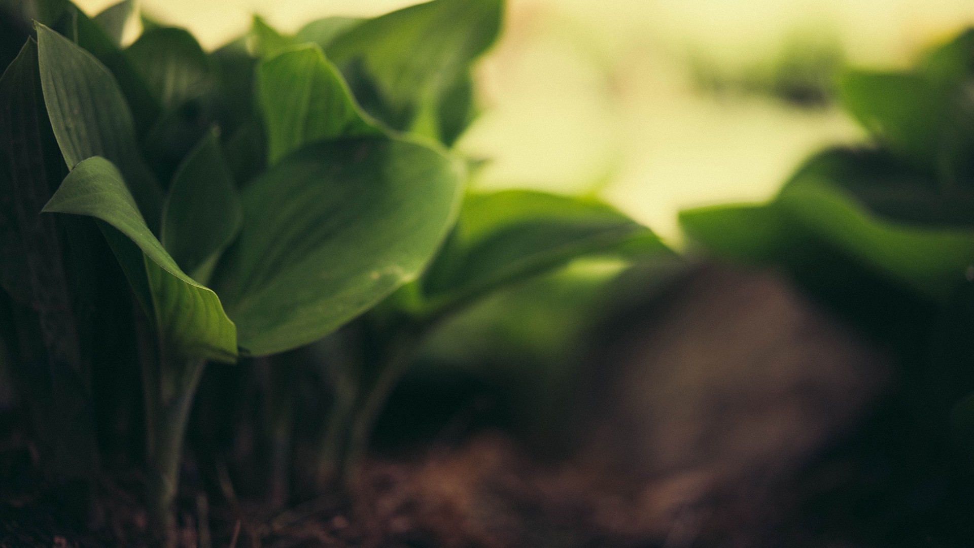 Green leaves with shallow depth of field HD Wallpaper
