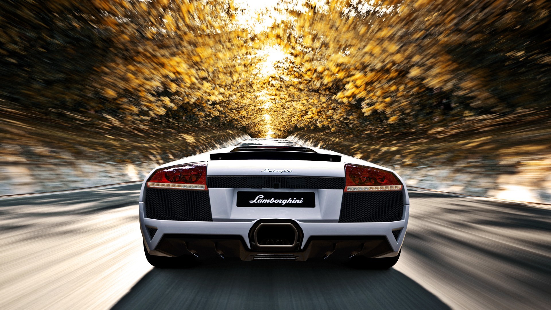 White Lamborghini Murcielago driving through a tunnel of trees HD Wallpaper