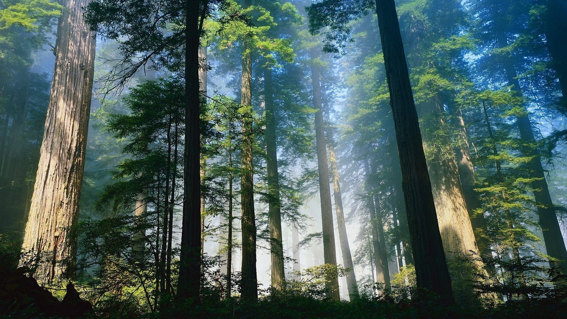 Tall redwood trees in a misty forest HD Wallpaper