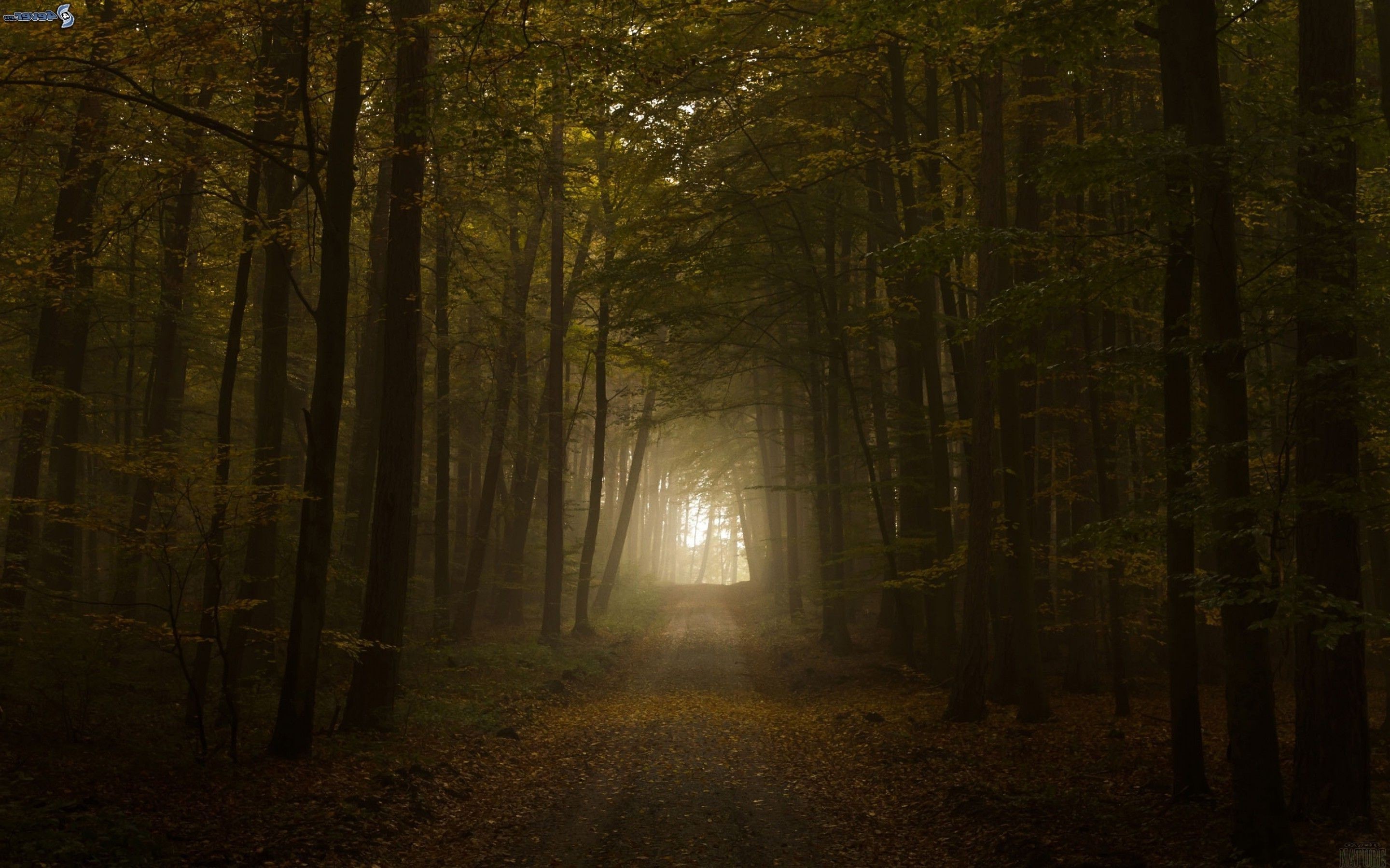 A foggy forest pathway with sunlight filtering through trees HD Wallpaper