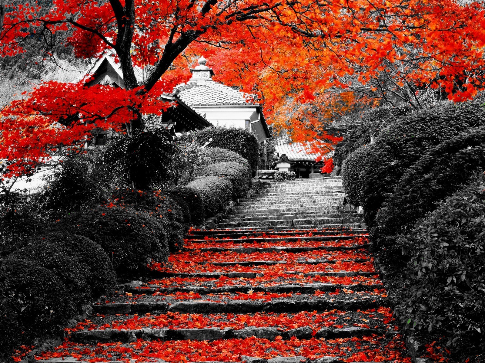 Stone stairs covered in red leaves with a Japanese garden and trees HD Wallpaper