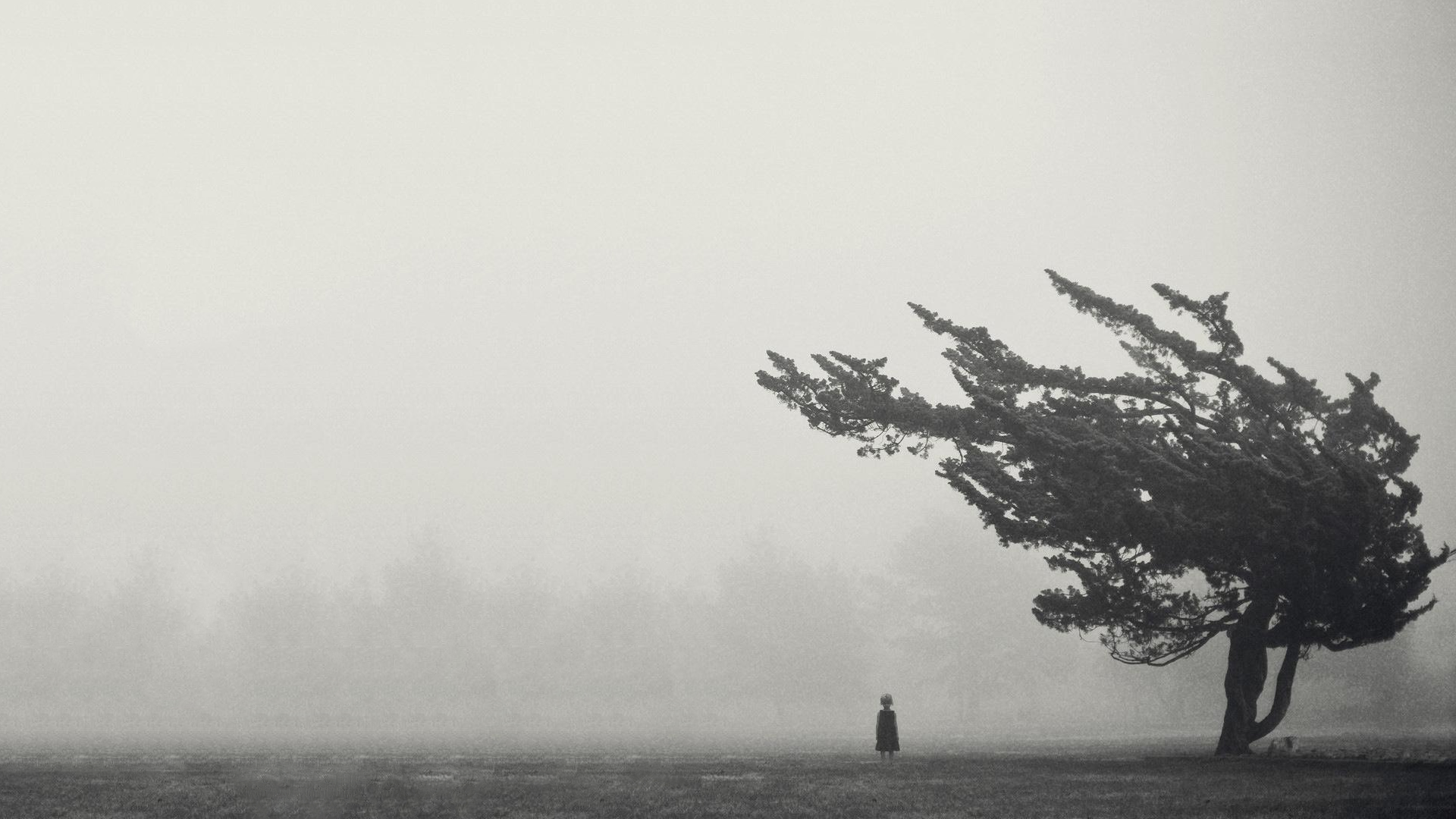 Child standing in mist near a windswept tree HD Wallpaper