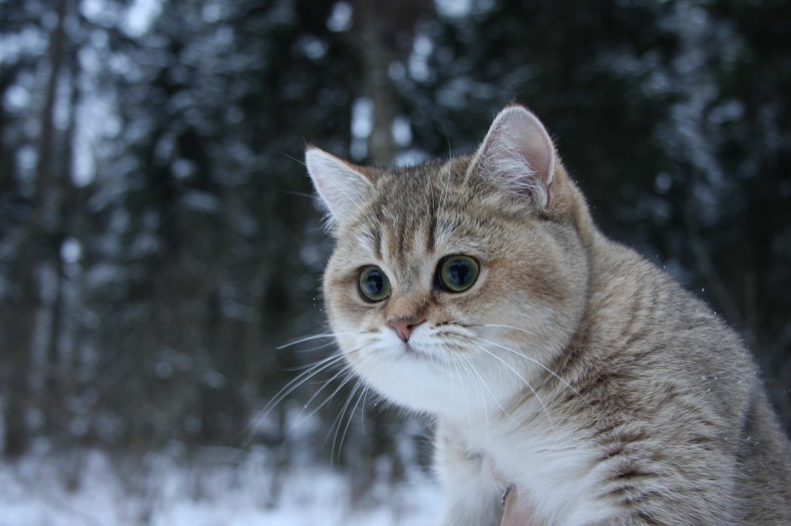 A British Shorthair cat in the snow HD Wallpaper