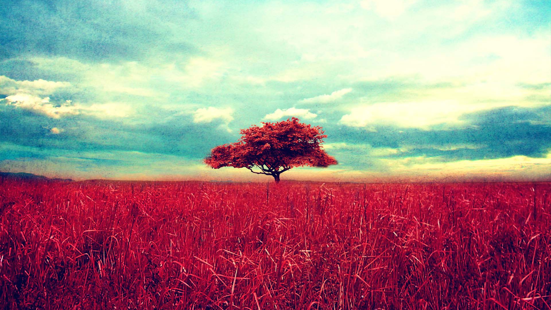 A lone tree in a red field under a cloudy sky HD Wallpaper