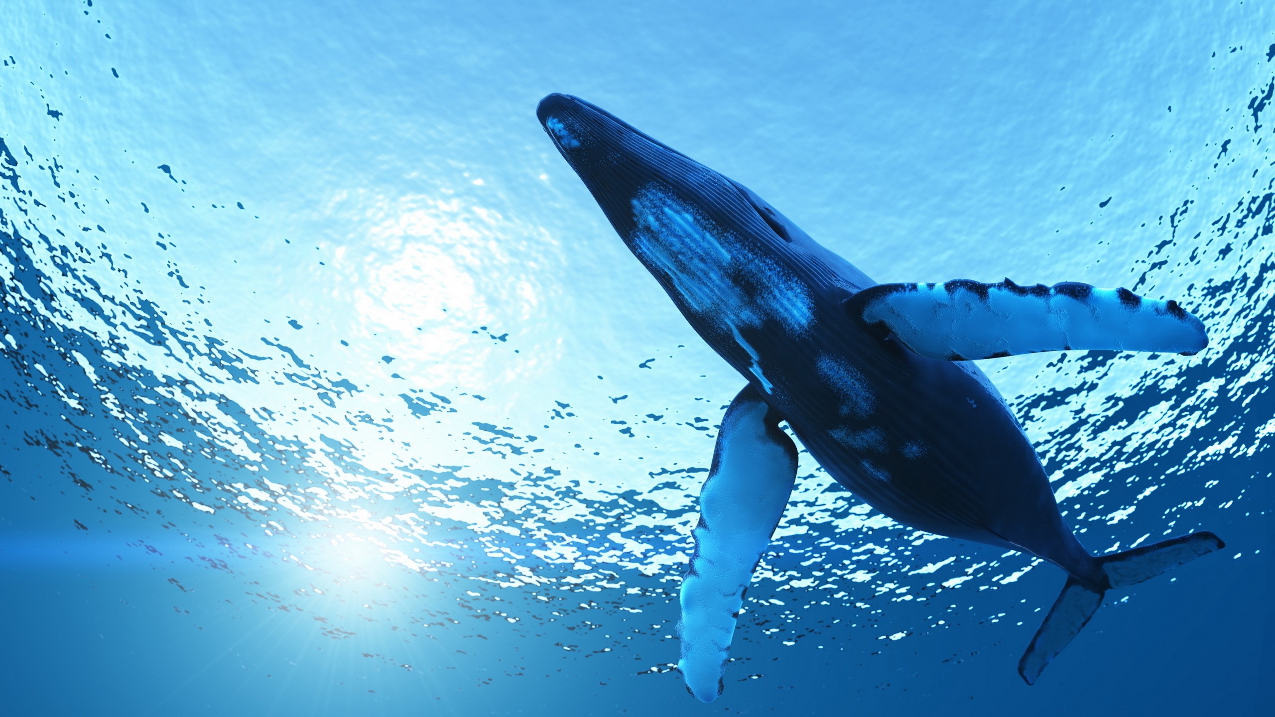 Whale swimming underwater with sun rays HD Wallpaper