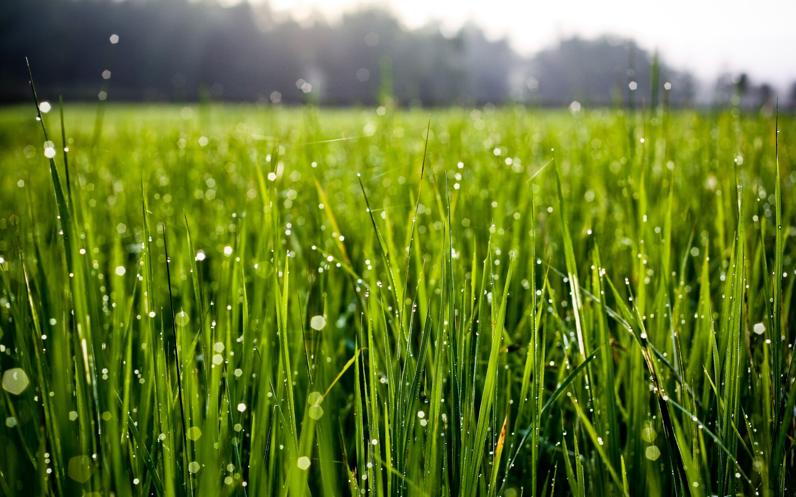 Green grass with water drops in macro view HD Wallpaper