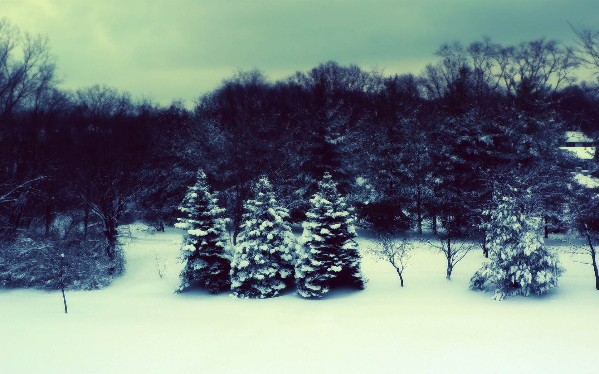 Snow-covered trees in a winter forest landscape HD Wallpaper