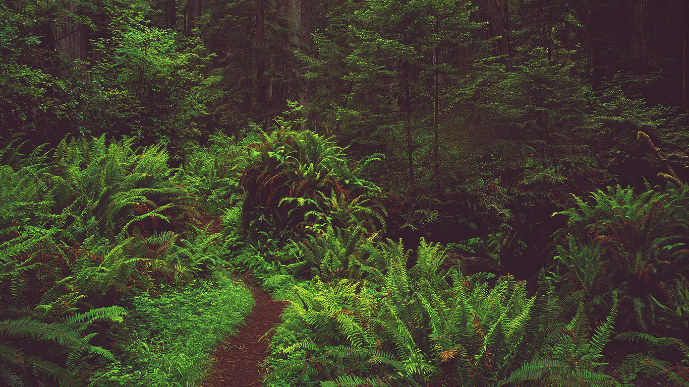 A winding path through a lush fern forest HD Wallpaper