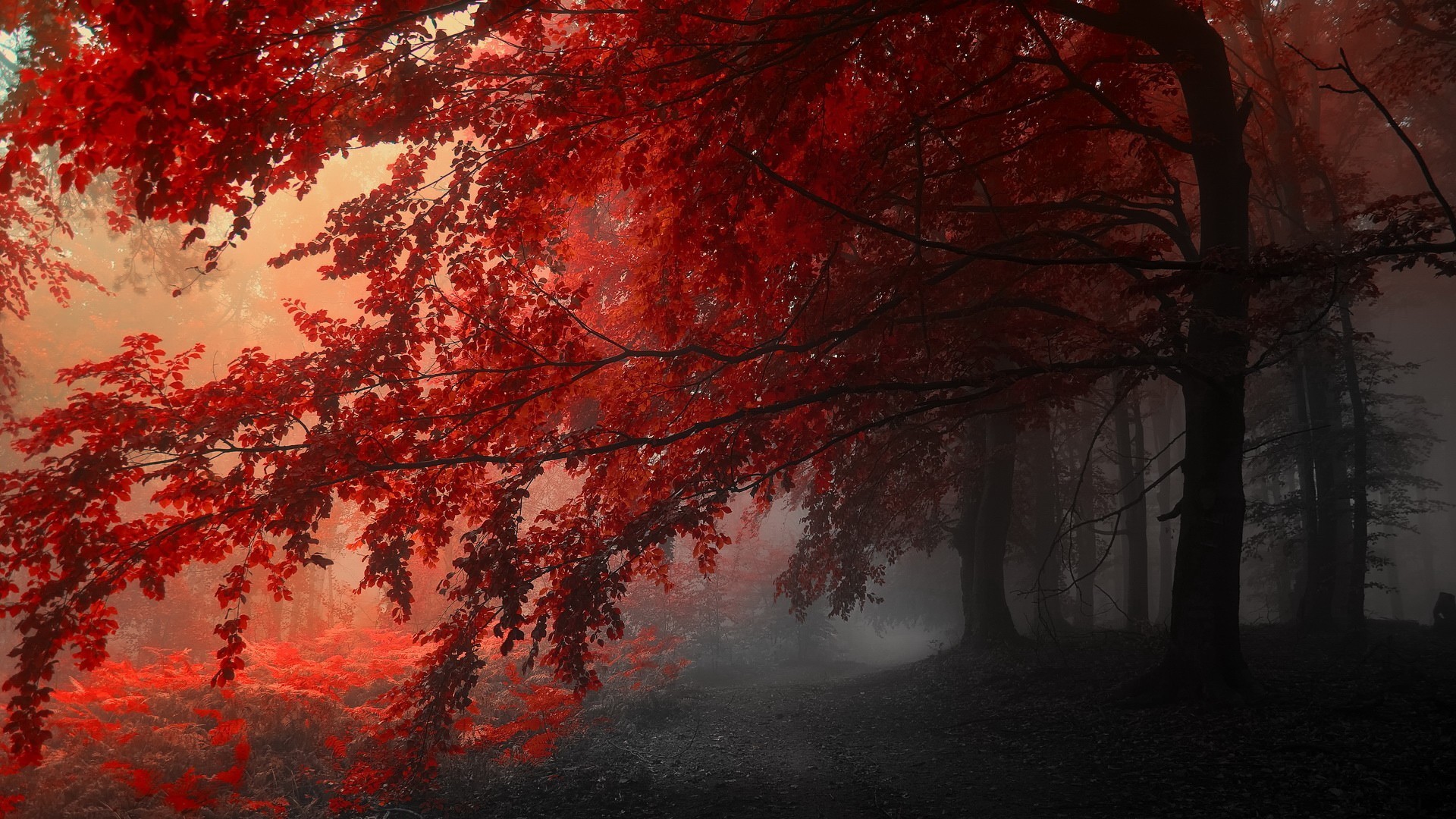 Red leaves in a misty forest during fall HD Wallpaper