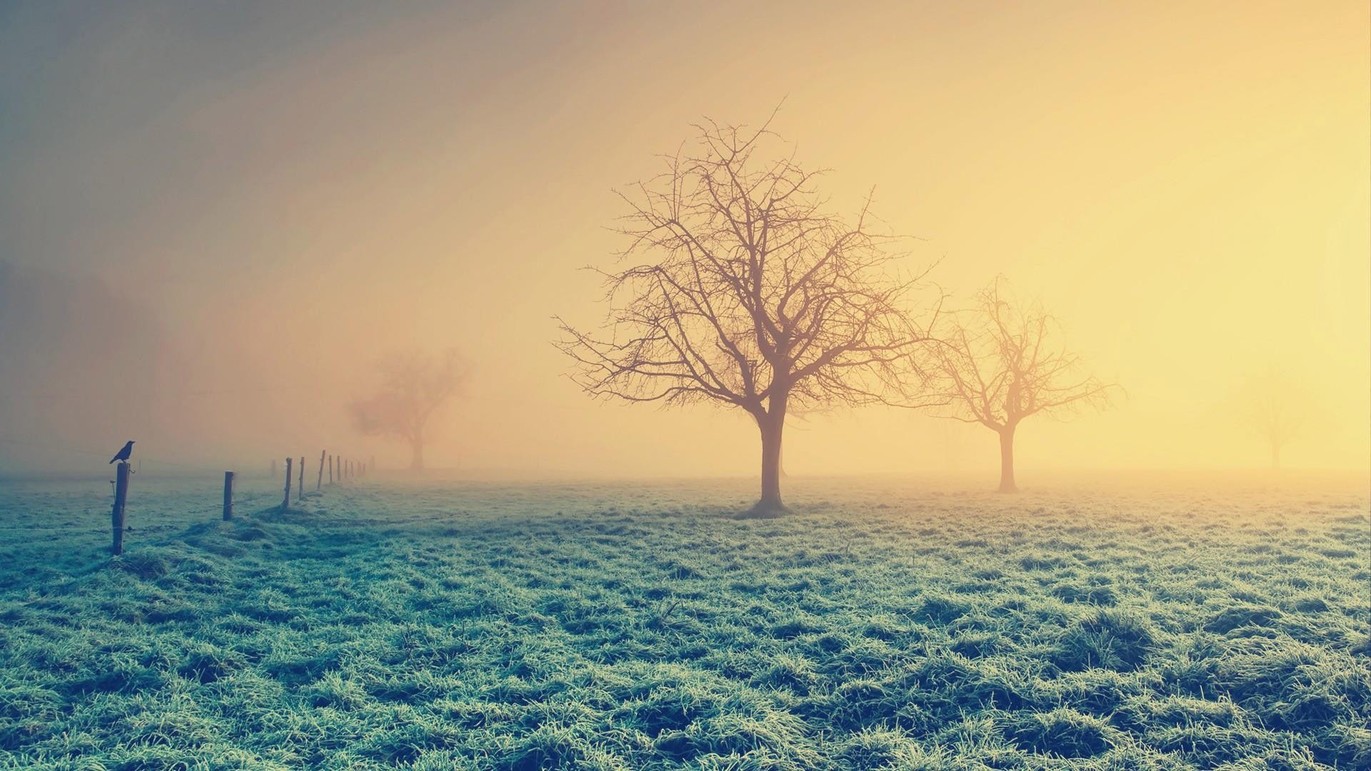 Bare trees in a misty field at sunrise HD Wallpaper