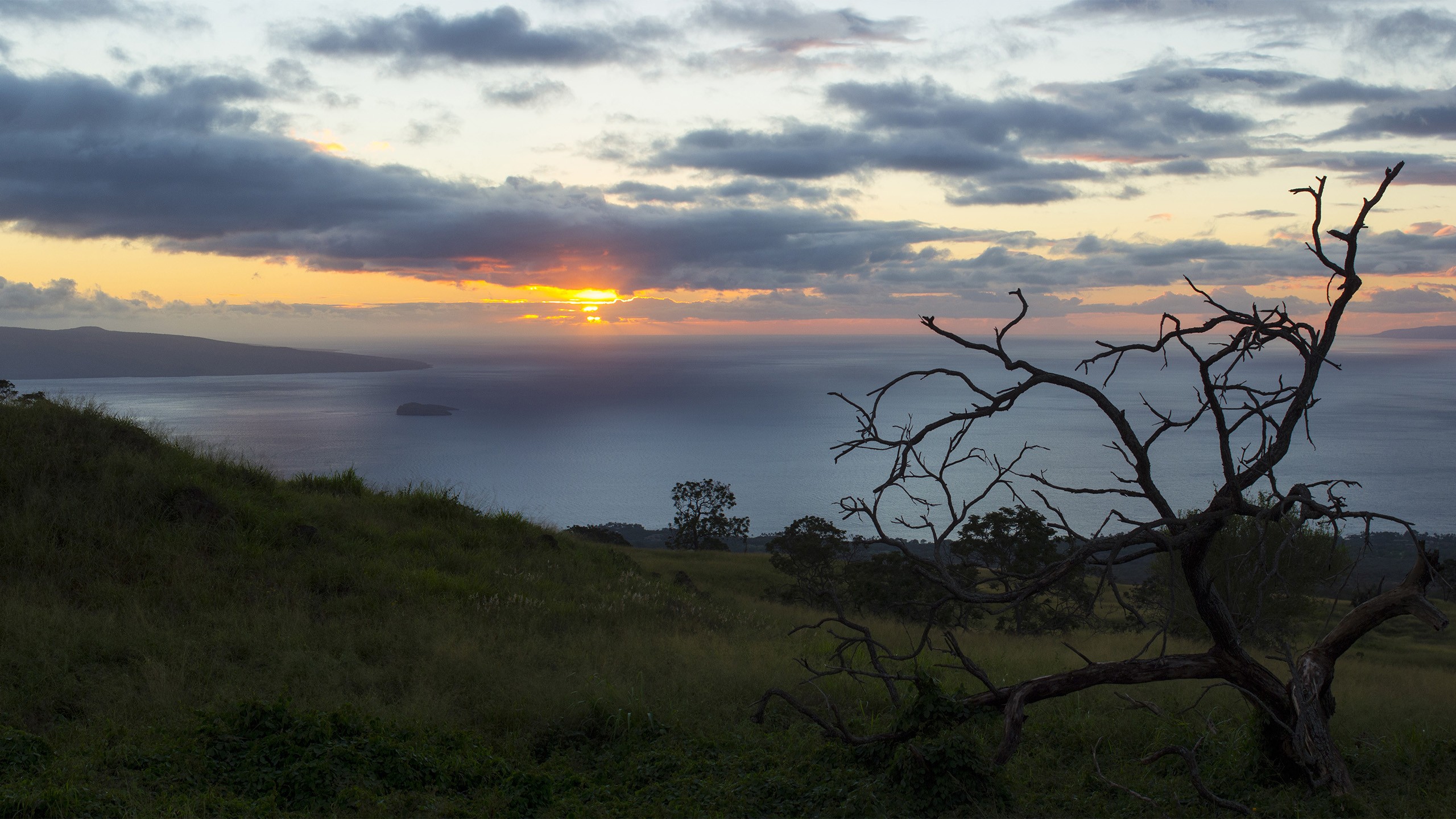 Sunset over the sea with a dead tree in Hawaii HD Wallpaper