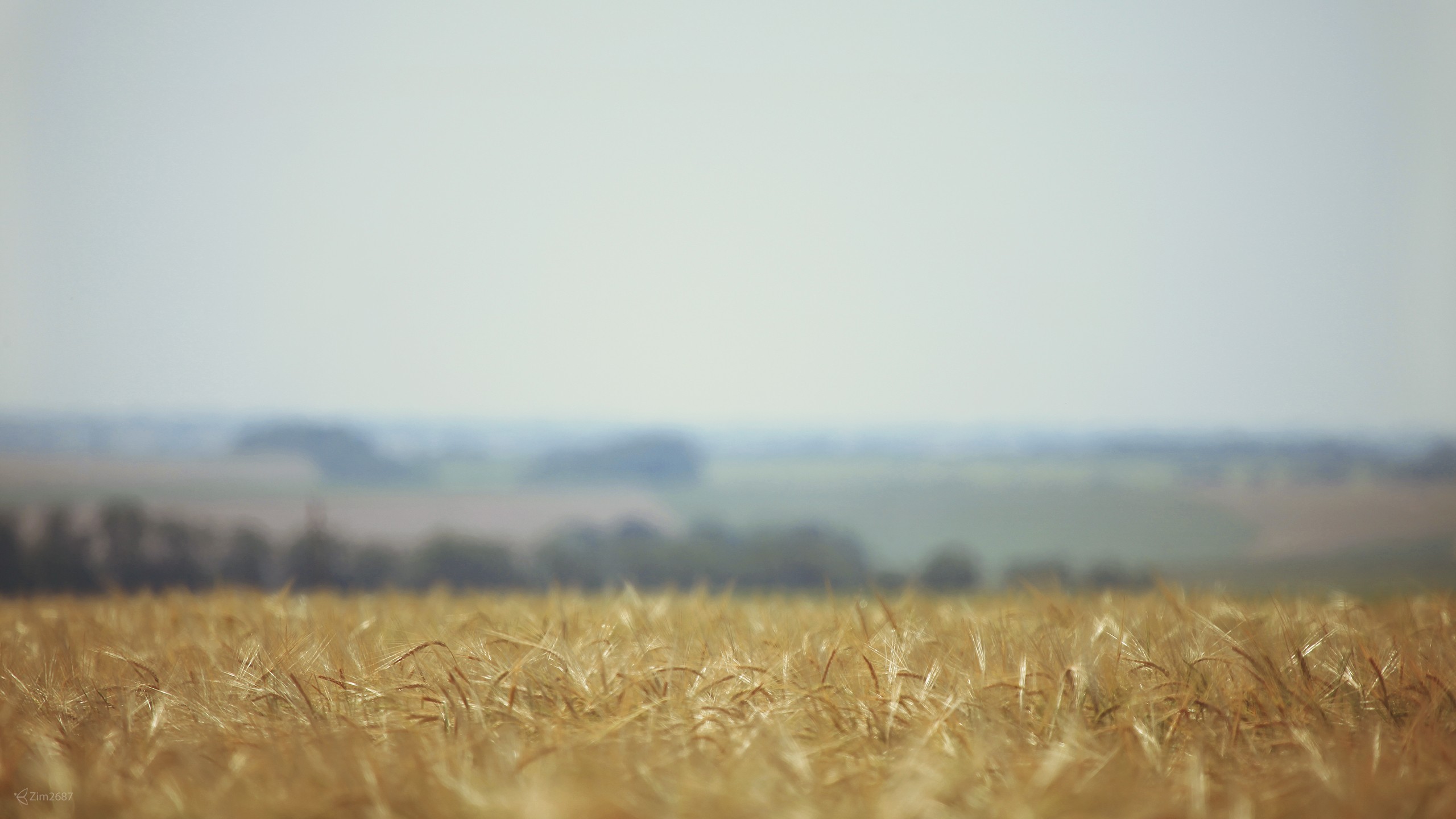 A golden field of wheat under a hazy sky HD Wallpaper
