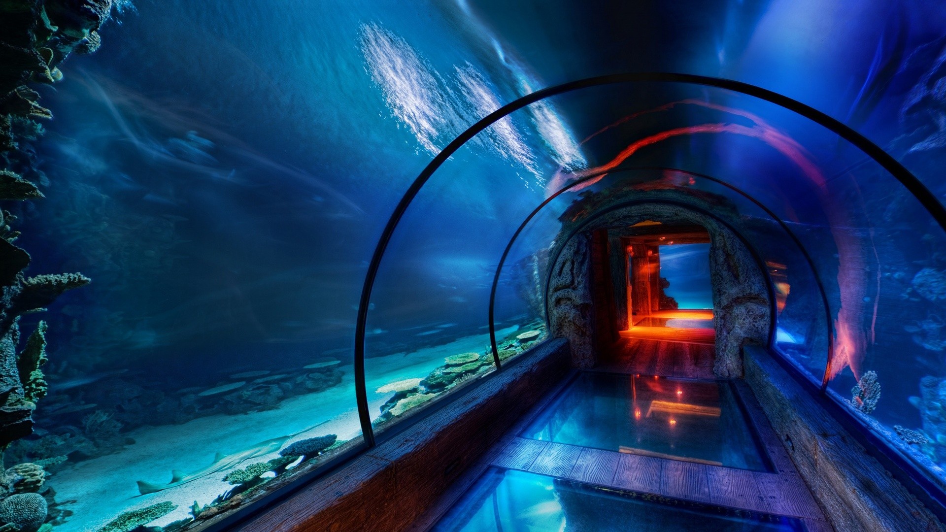 Underwater aquarium tunnel with marine life HD Wallpaper