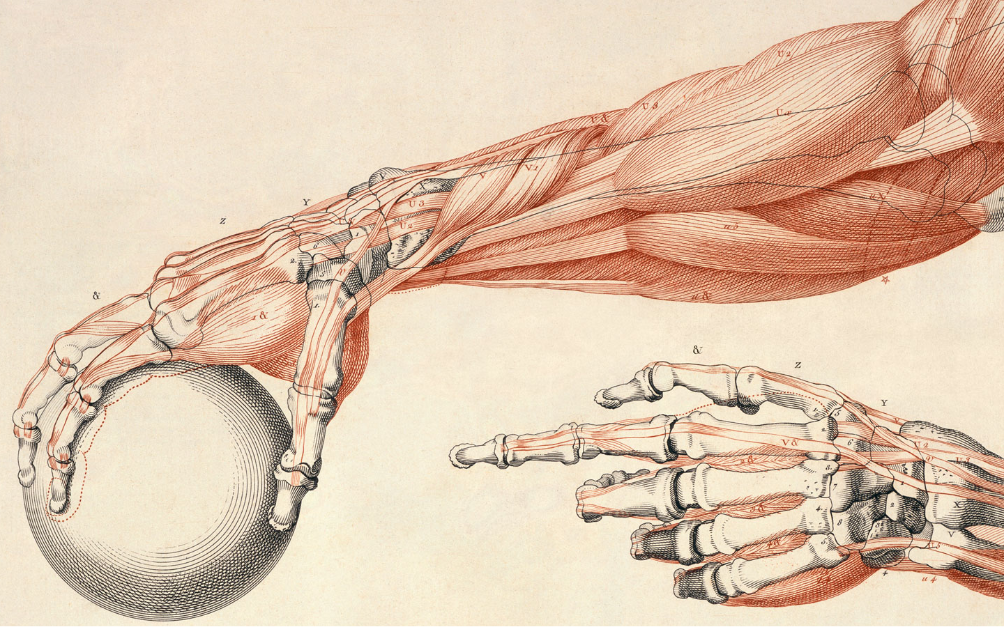 Anatomical illustration of human arm and hand muscles HD Wallpaper