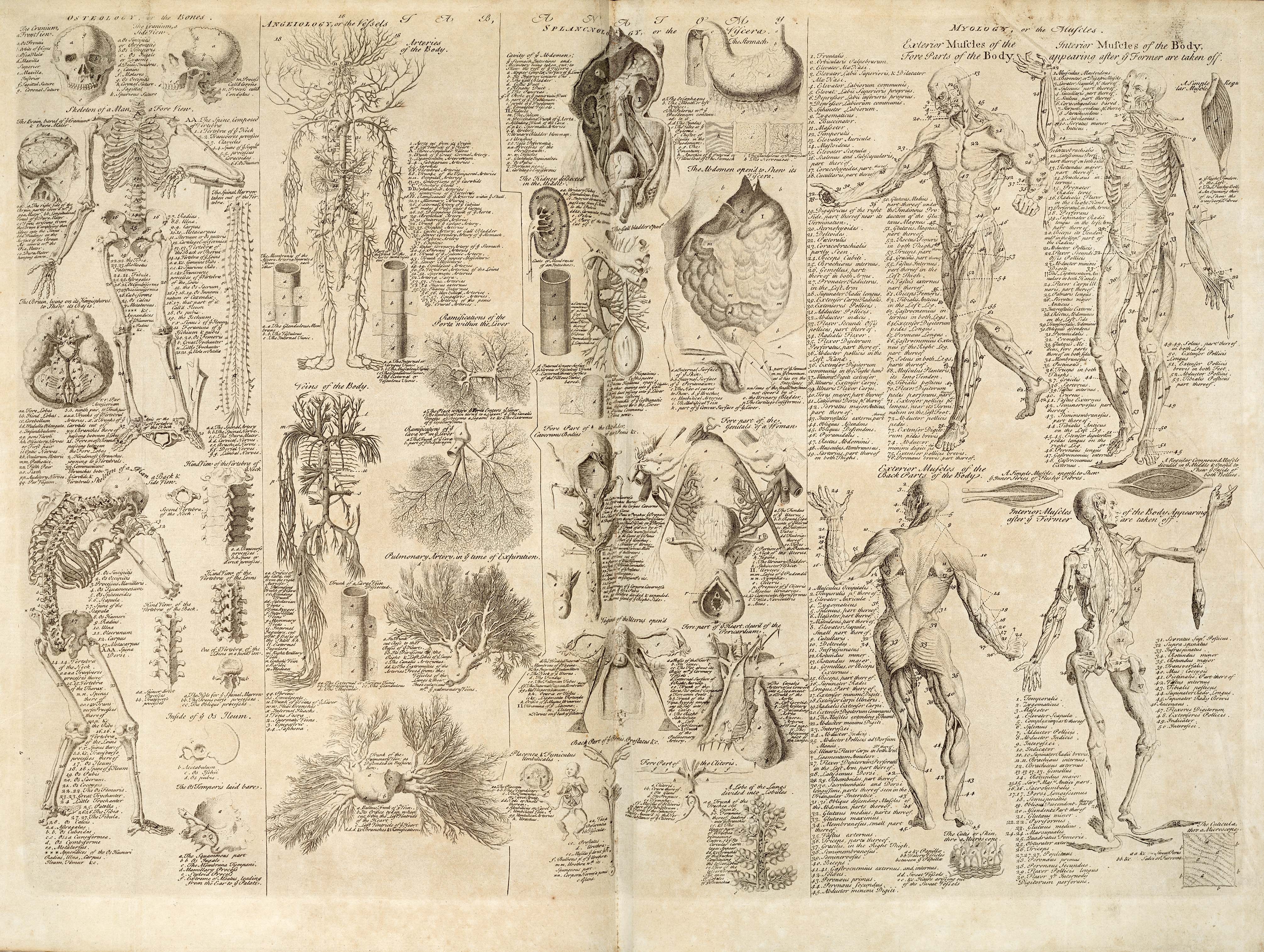 Anatomical Illustrations of the Human Body HD Wallpaper