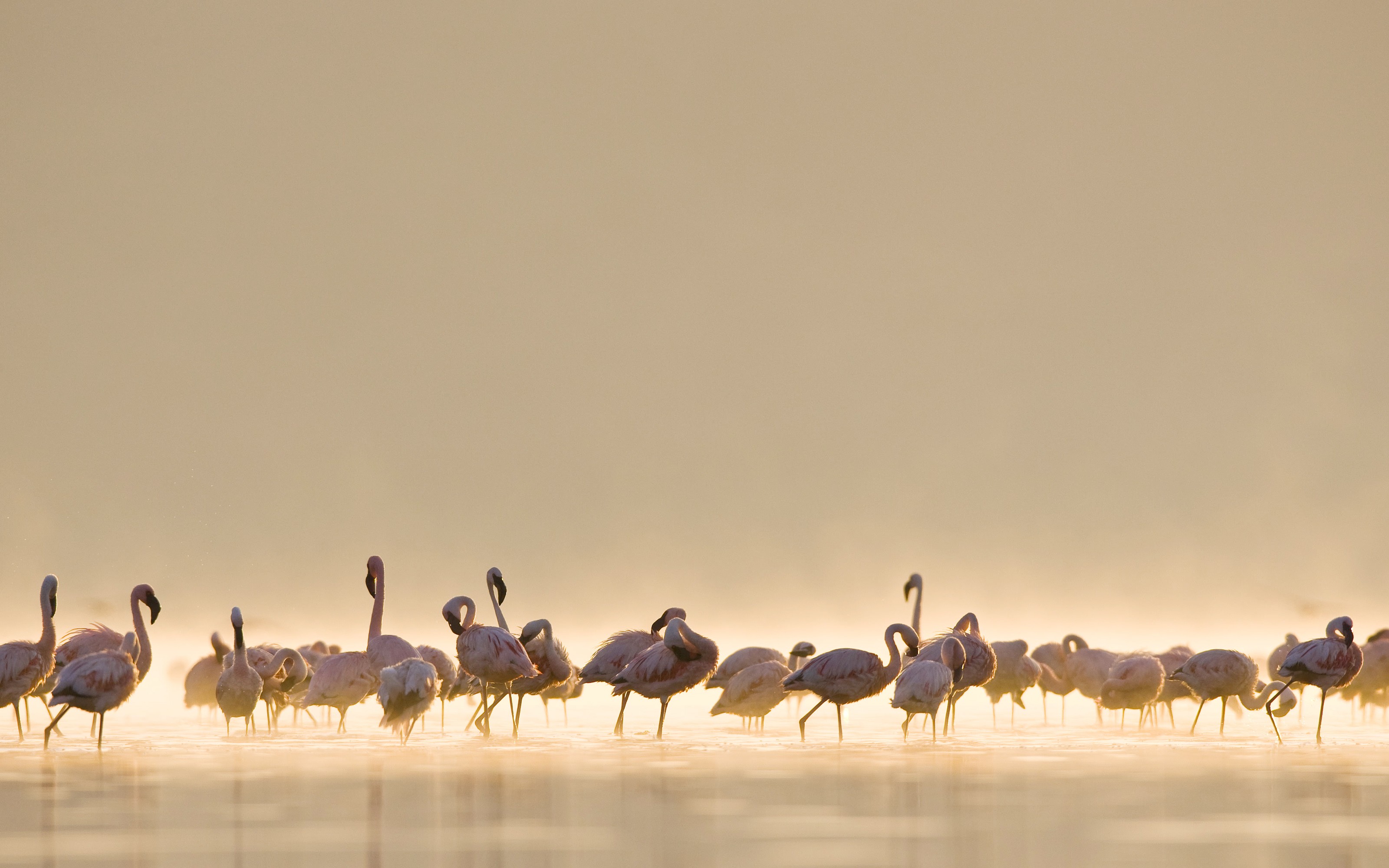 A flock of flamingos stand in shallow water at sunrise. HD Wallpaper