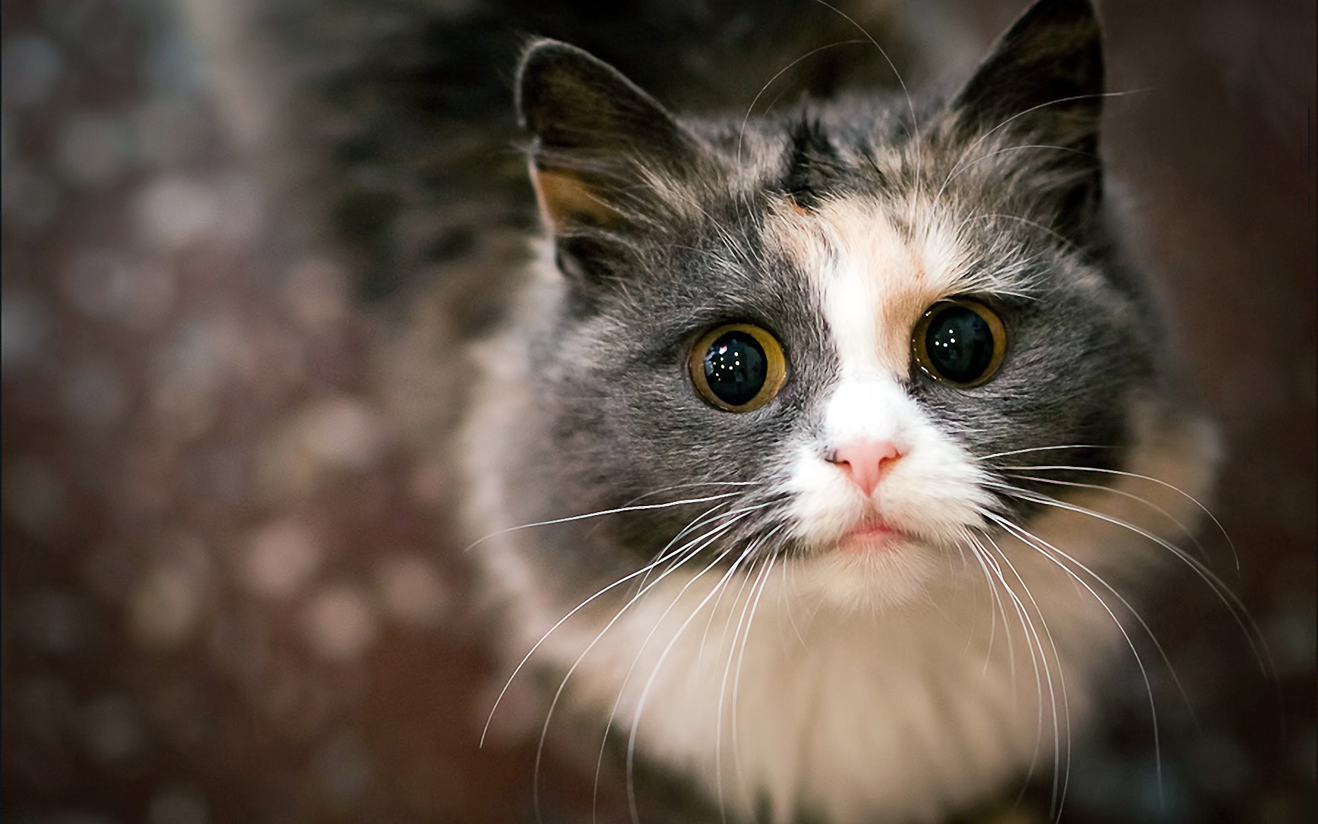 A close-up of a calico cat's face HD Wallpaper