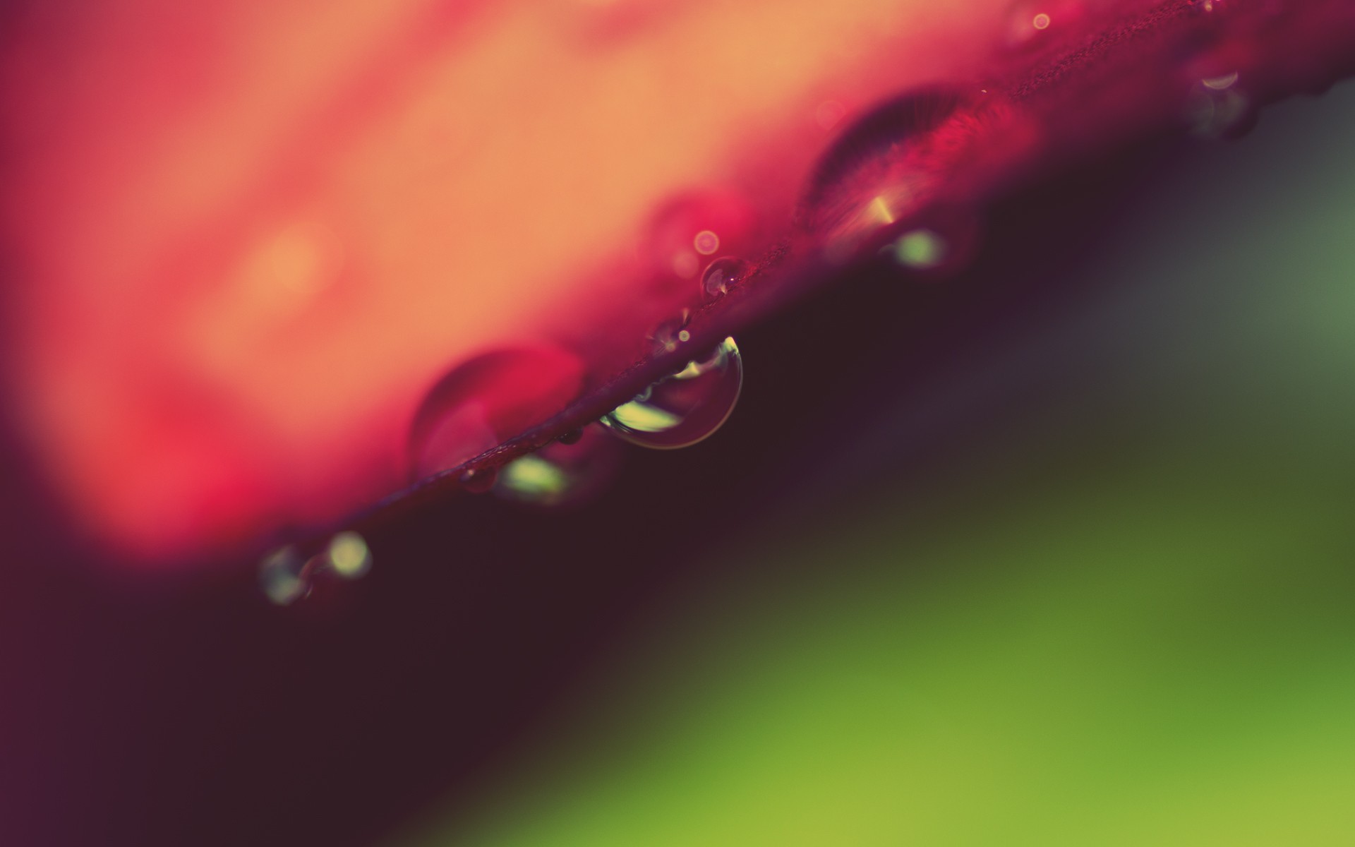 Macro shot of water drops on a red petal HD Wallpaper