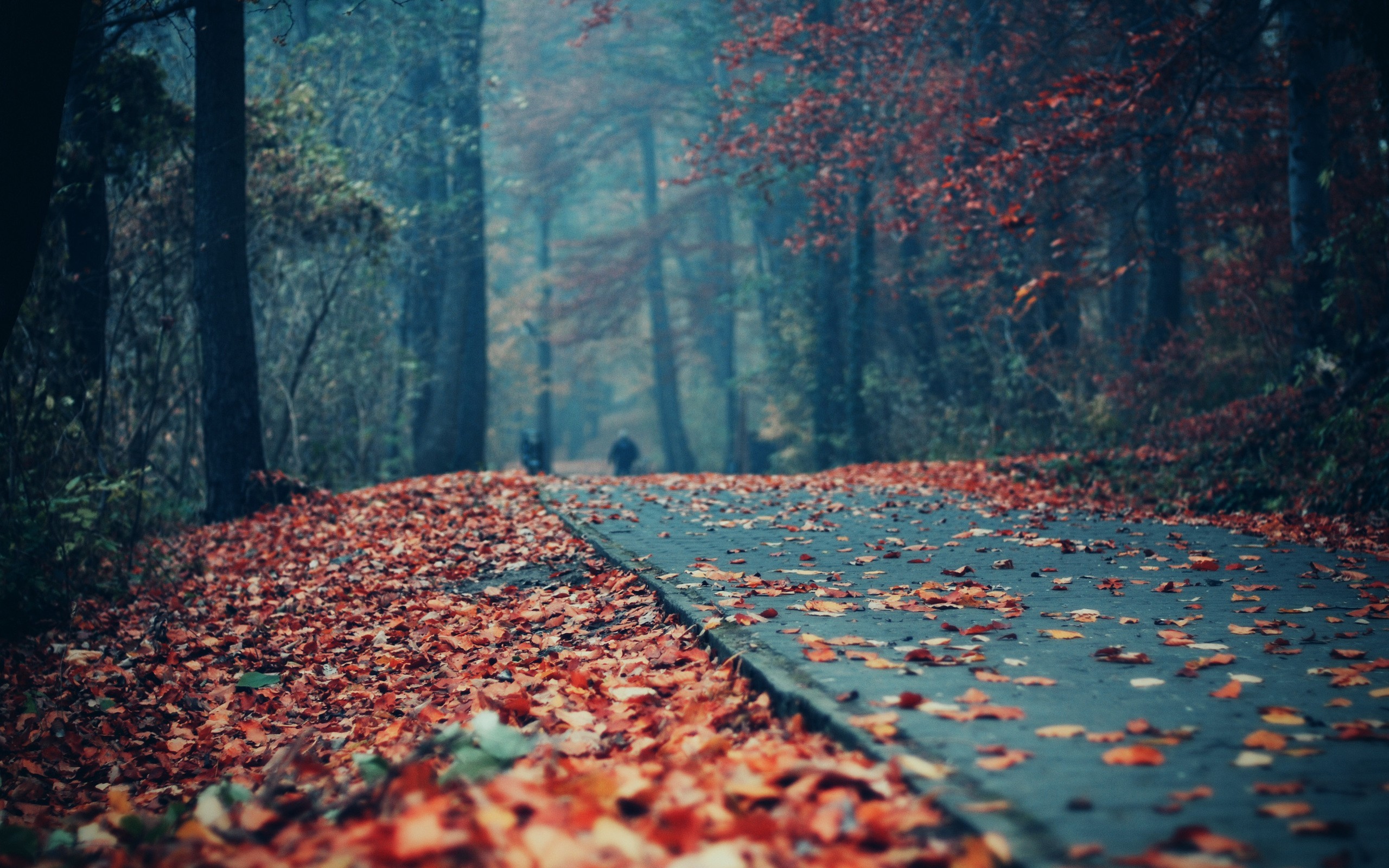 Road covered in autumn leaves in a forest HD Wallpaper